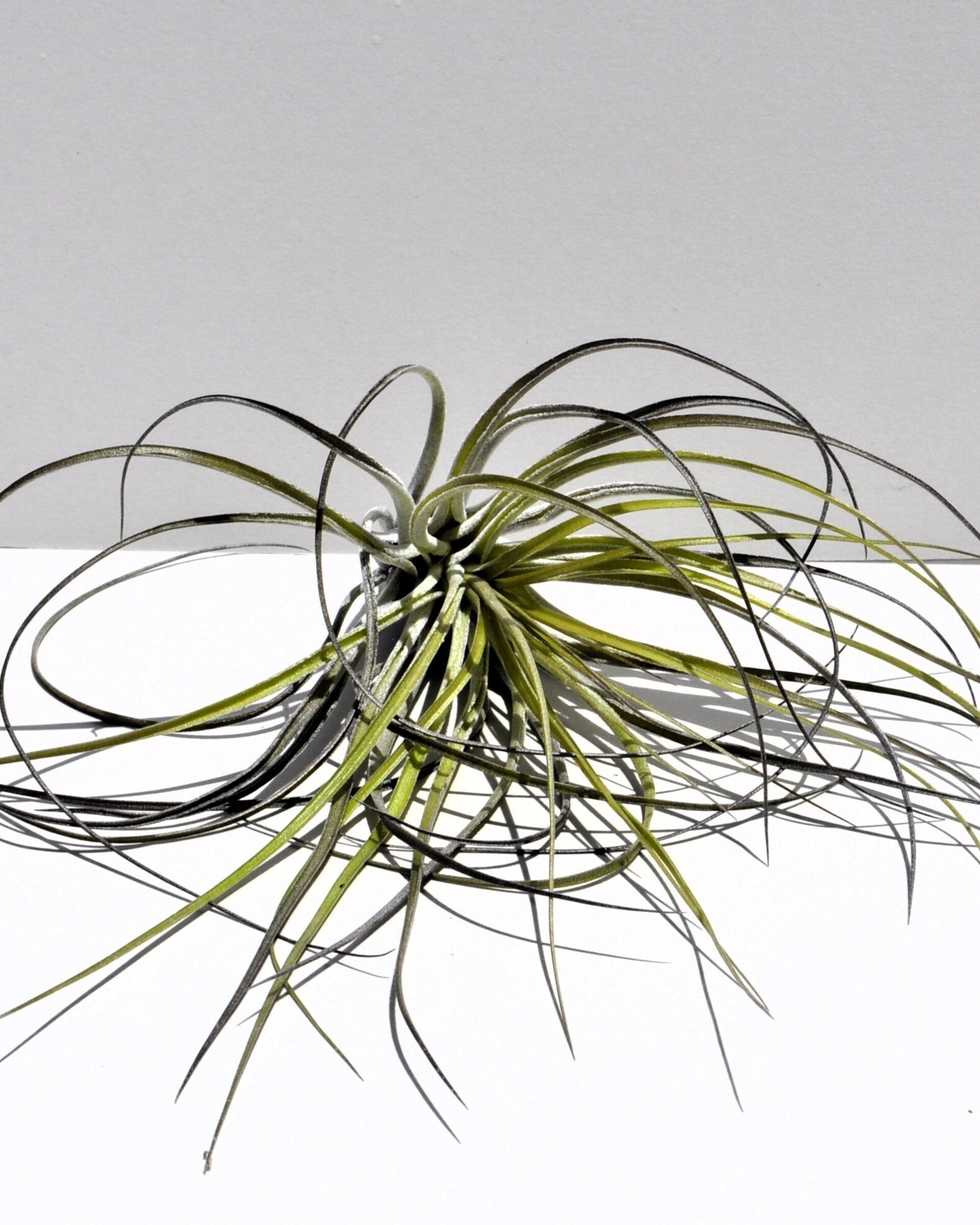 Tillandsia stricta - 6