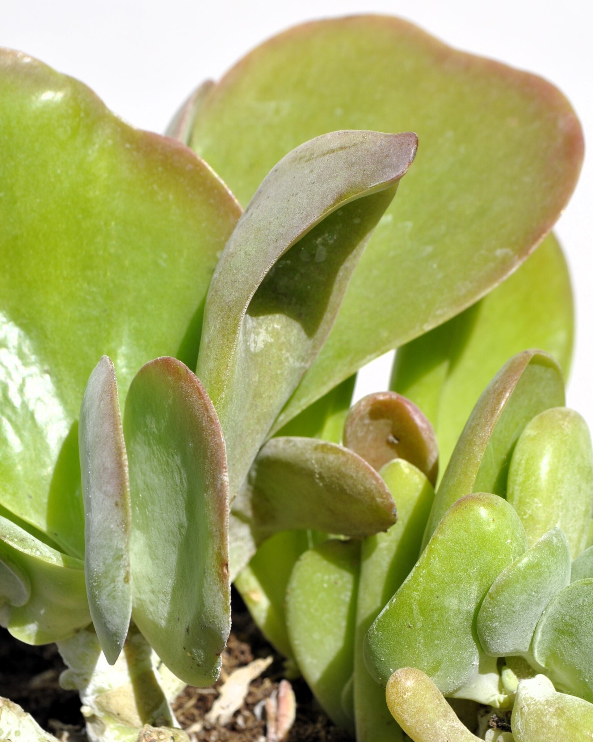 Kalanchoe luciae 'Oricula' M13 ("orejas de Shrek") - 3