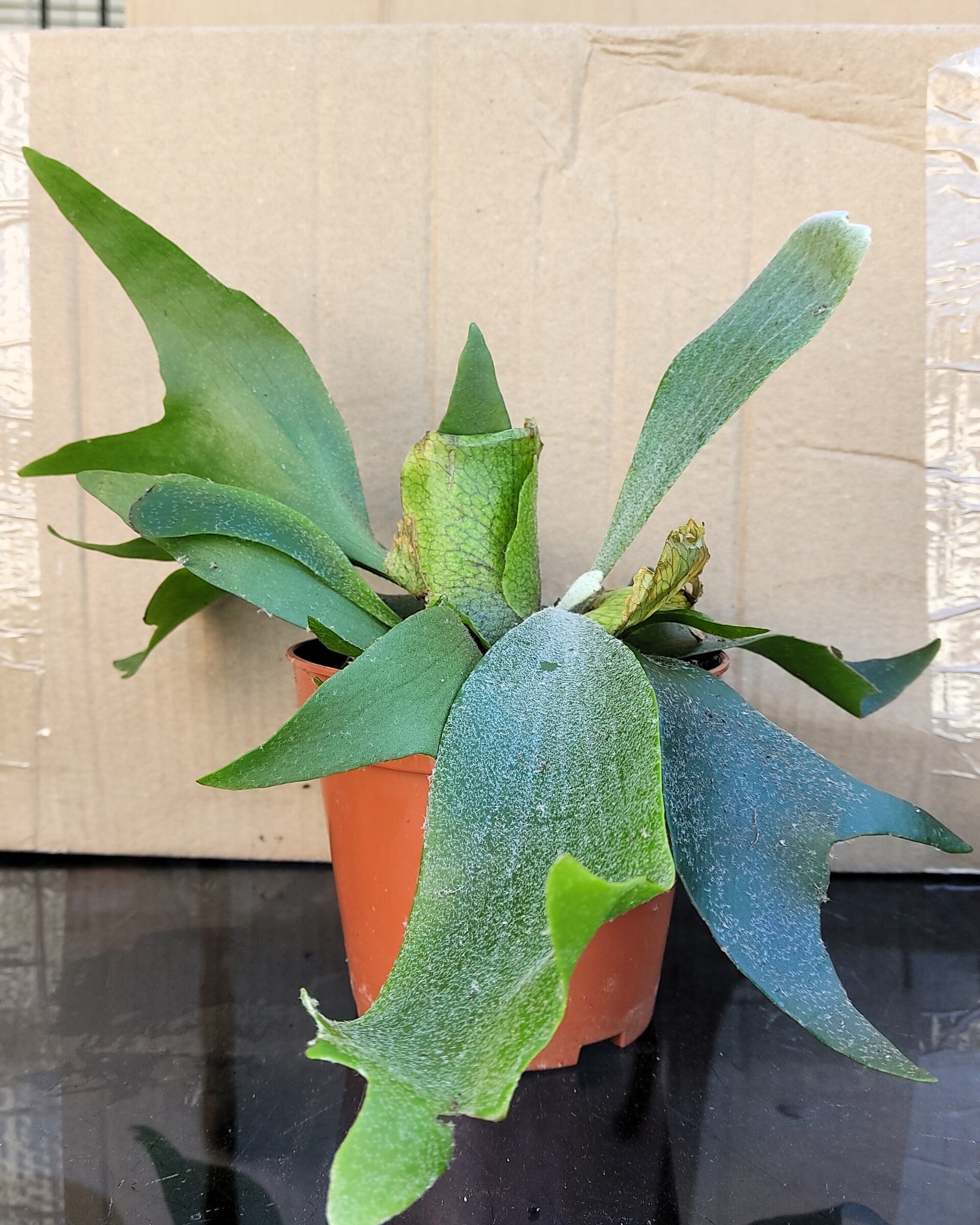 Platycerium bifurcatum (helecho cuerno de alce) [pequeño] - 1