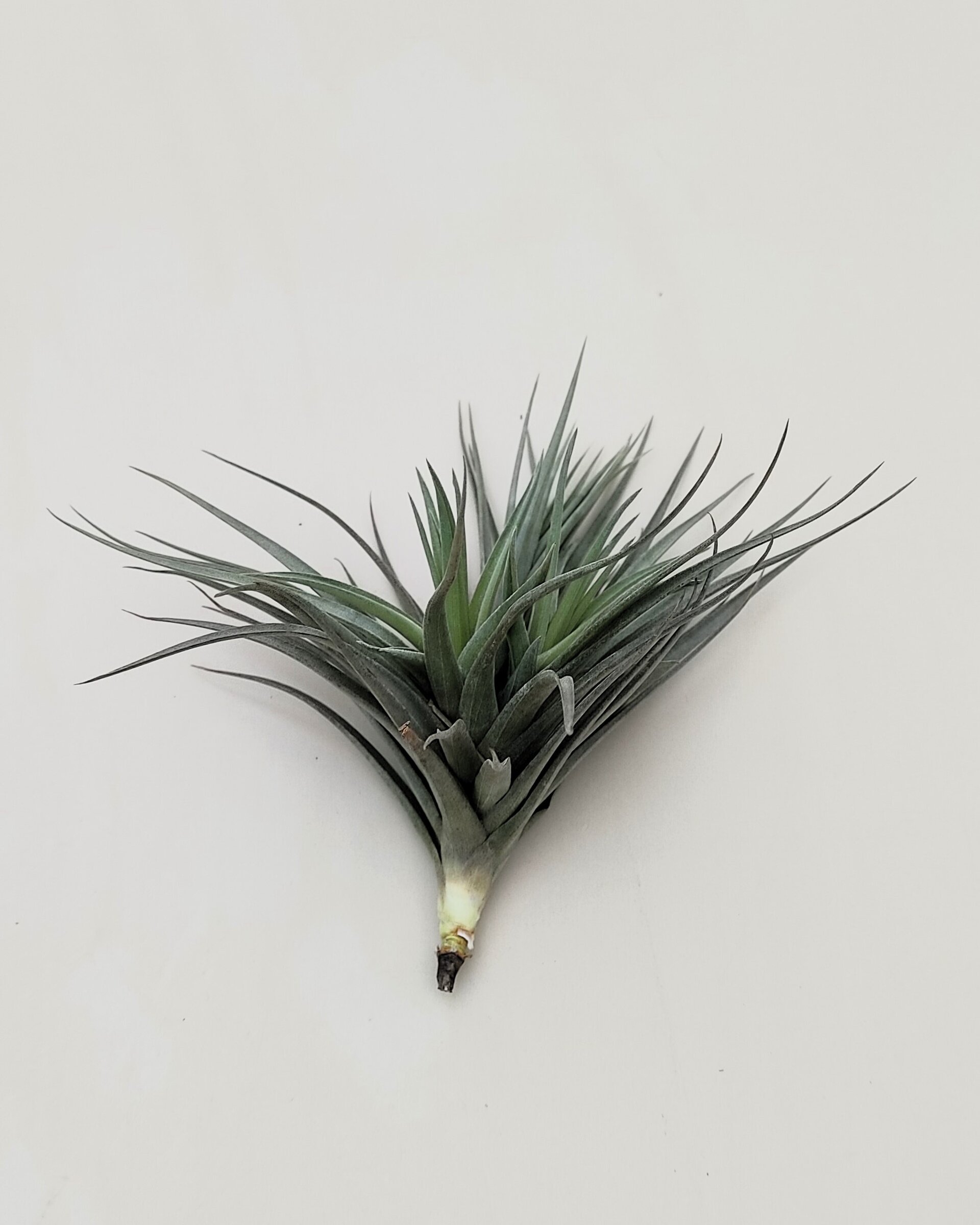 Tillandsia aeranthos 'Negra' - 2