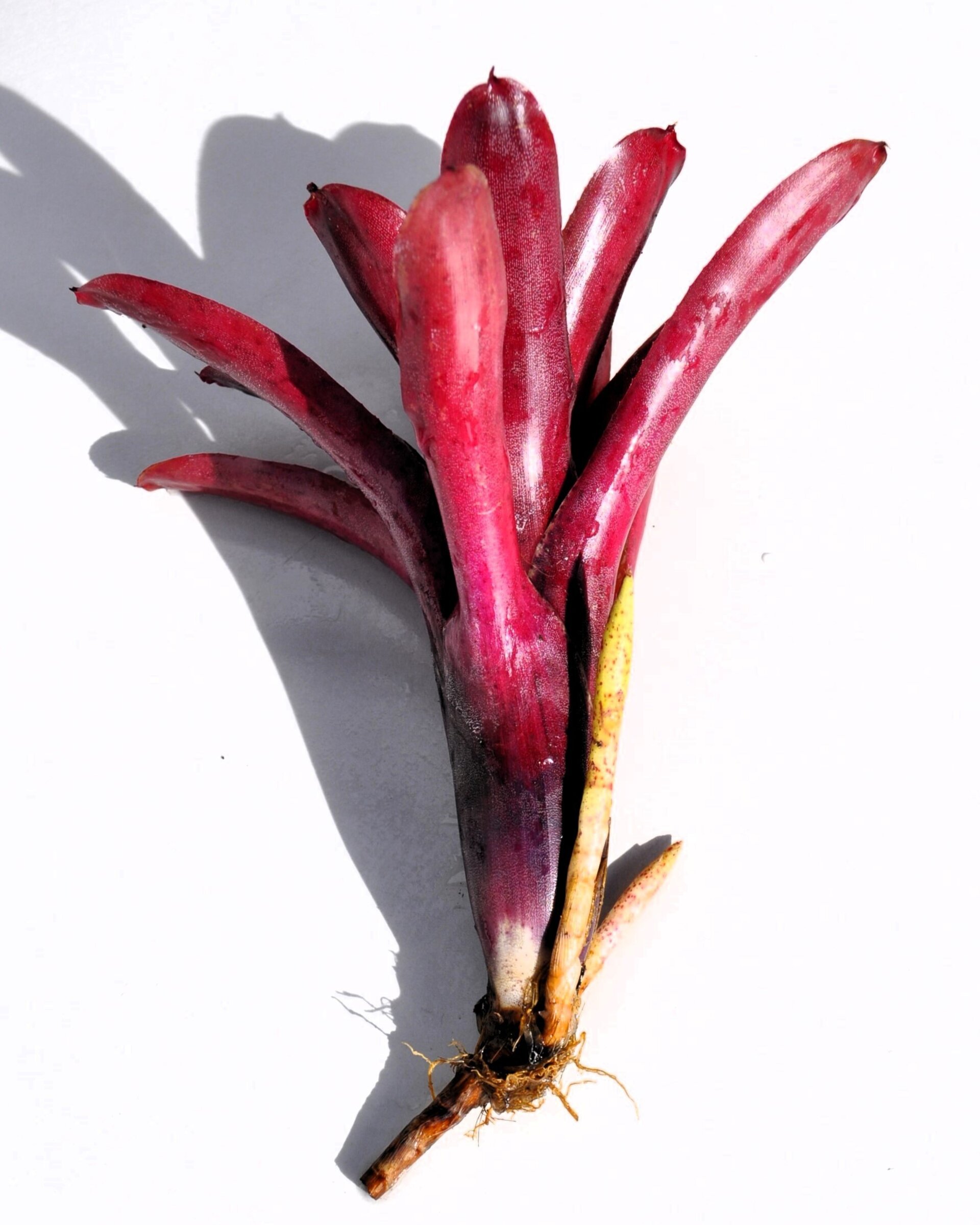Neoregelia 'Amazon' - 3