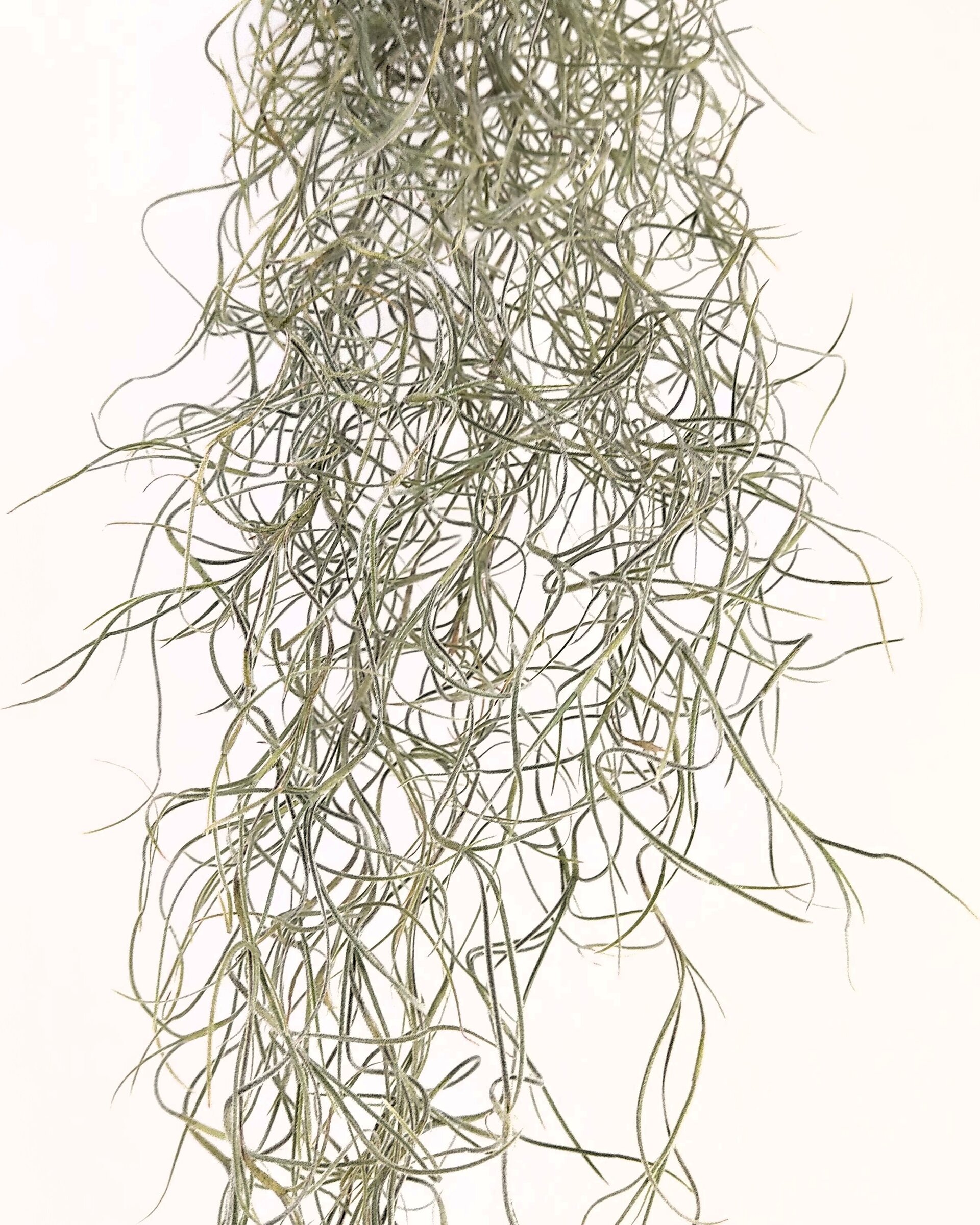 Tillandsia usneoides [XL] (barba de viejo [muy larga]) - 2