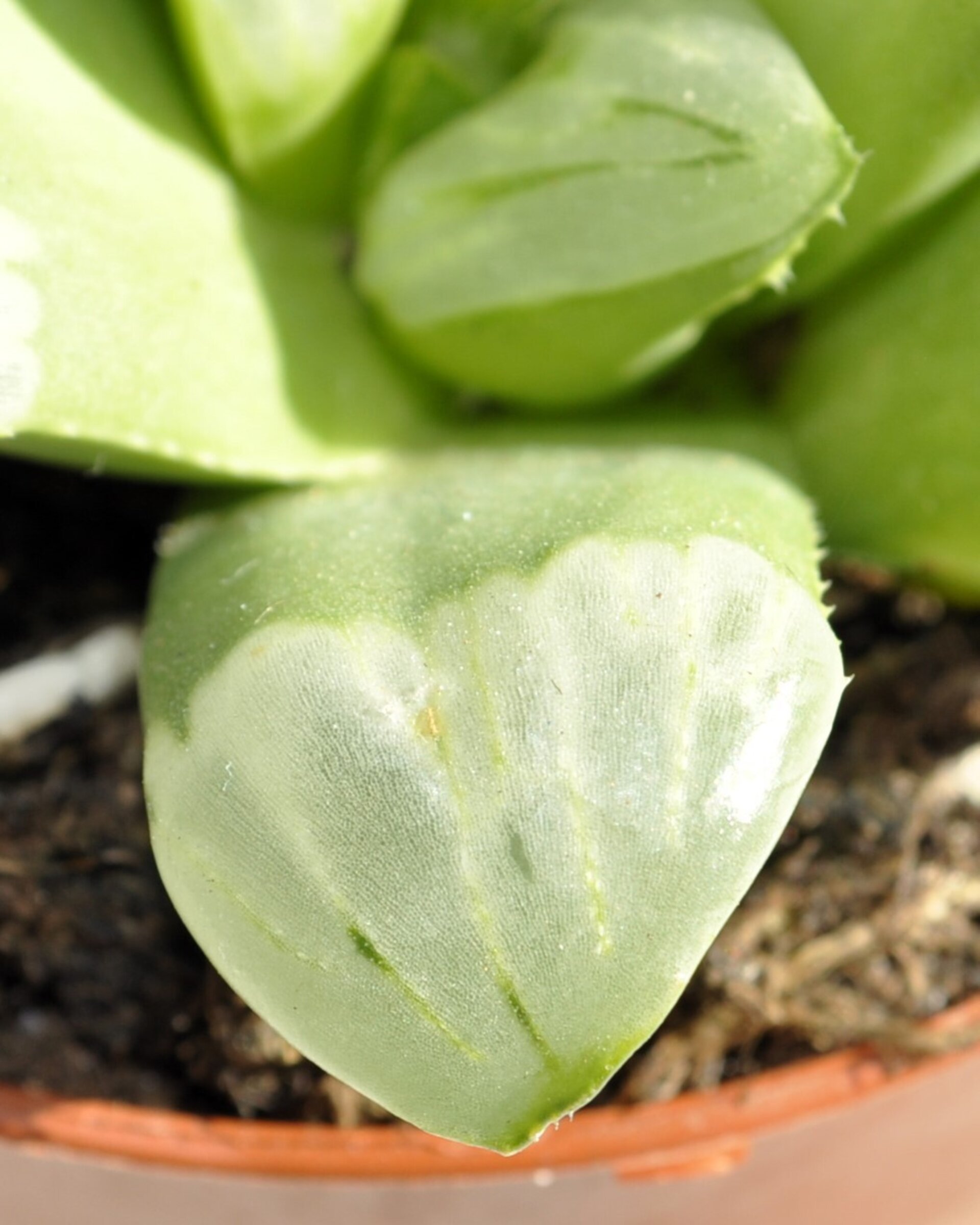 Haworthia 'Byakuya' (estrella de medianoche) - 8