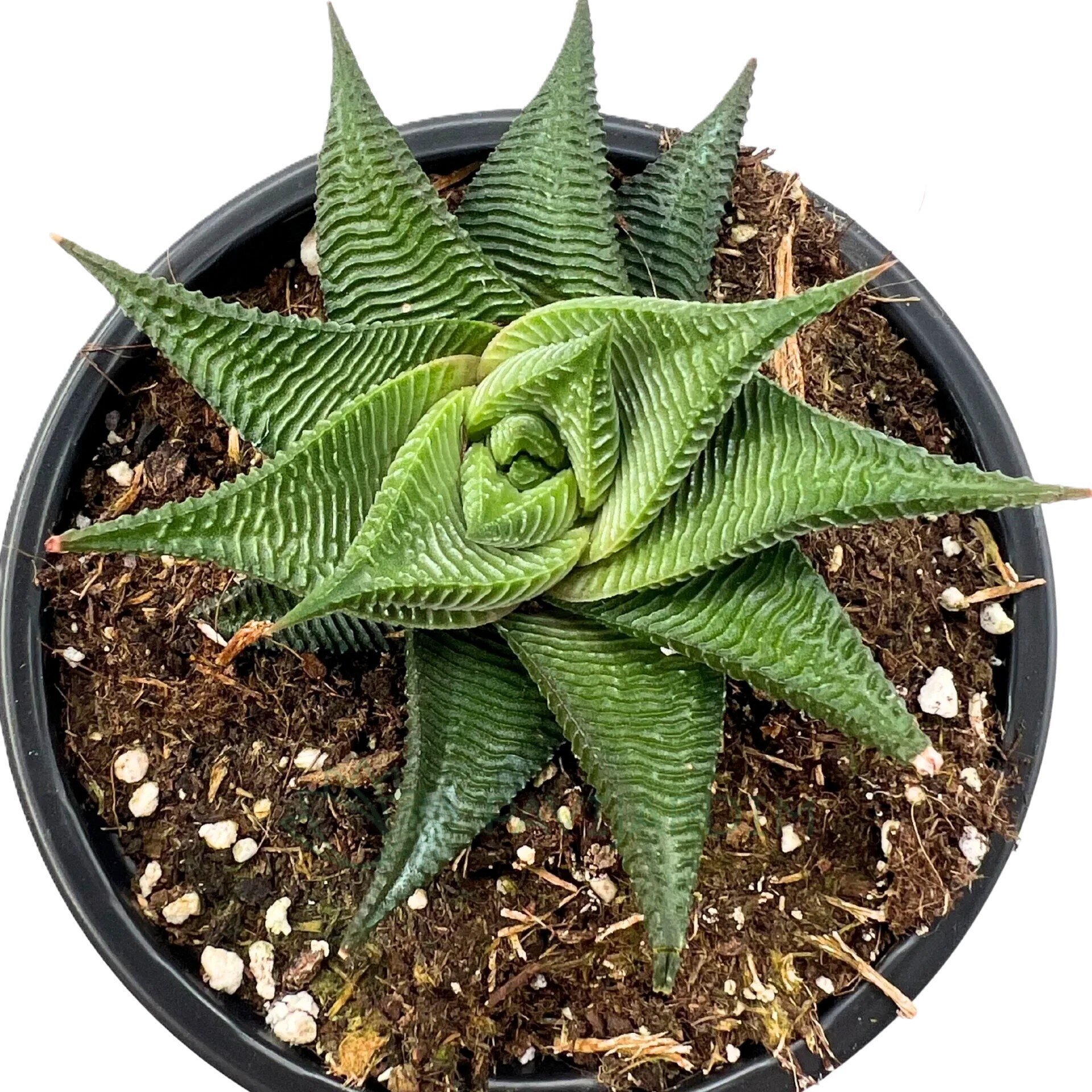 Haworthia limifolia ‘Twister’ - 2