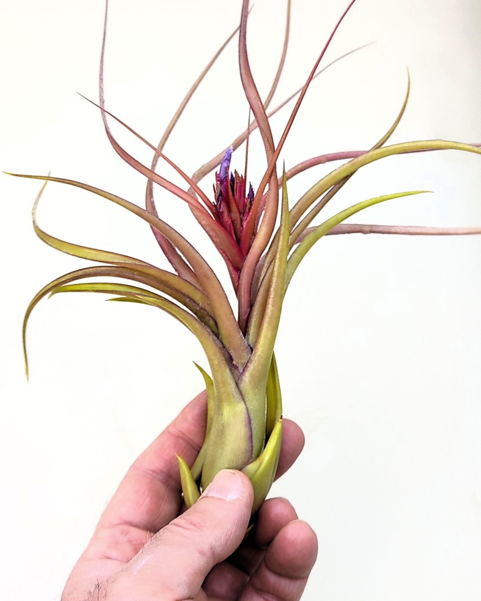 Tillandsia caput-medusae x flabellata [híbrido] - 9