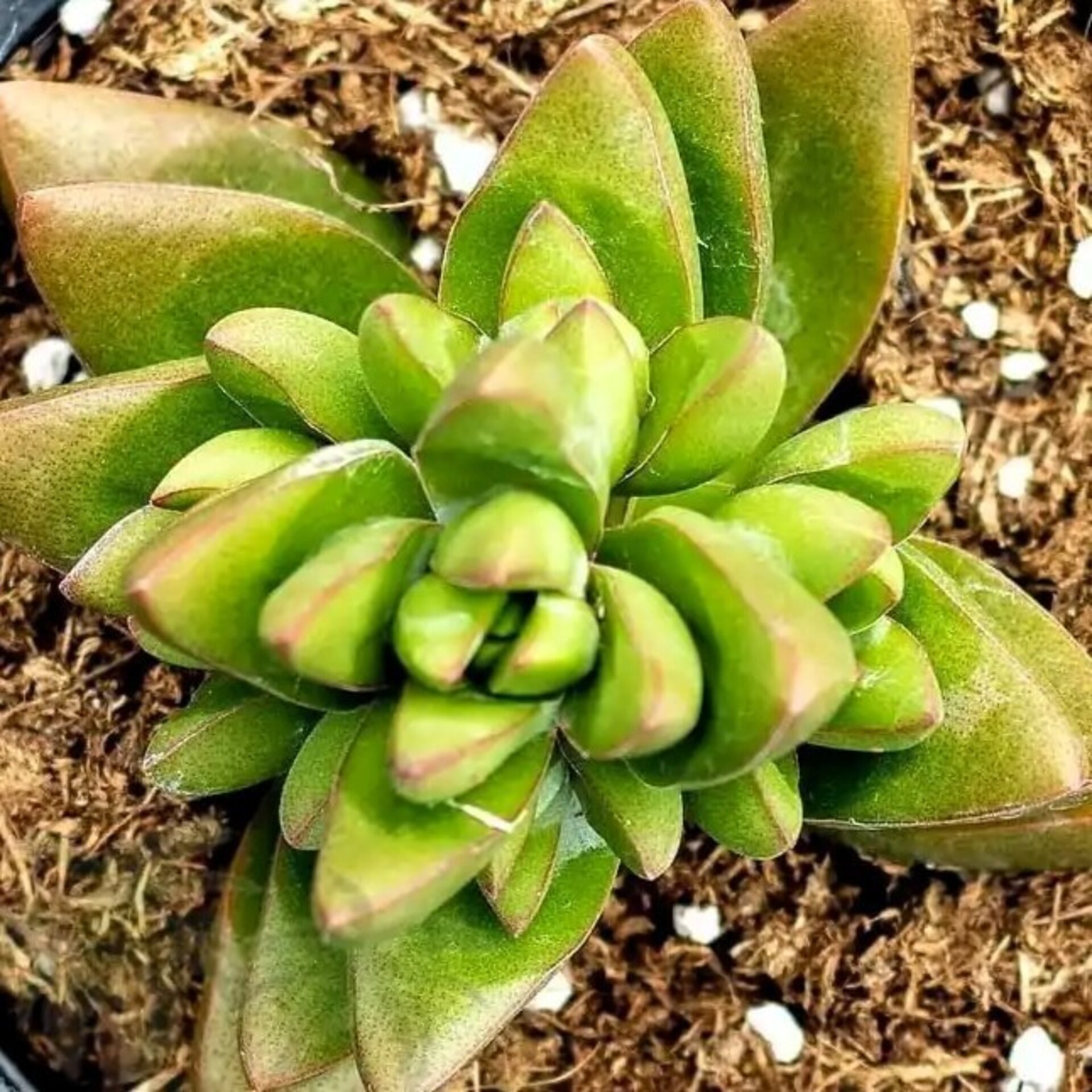Crassula 'Ben' (crásula benjamín) - 1