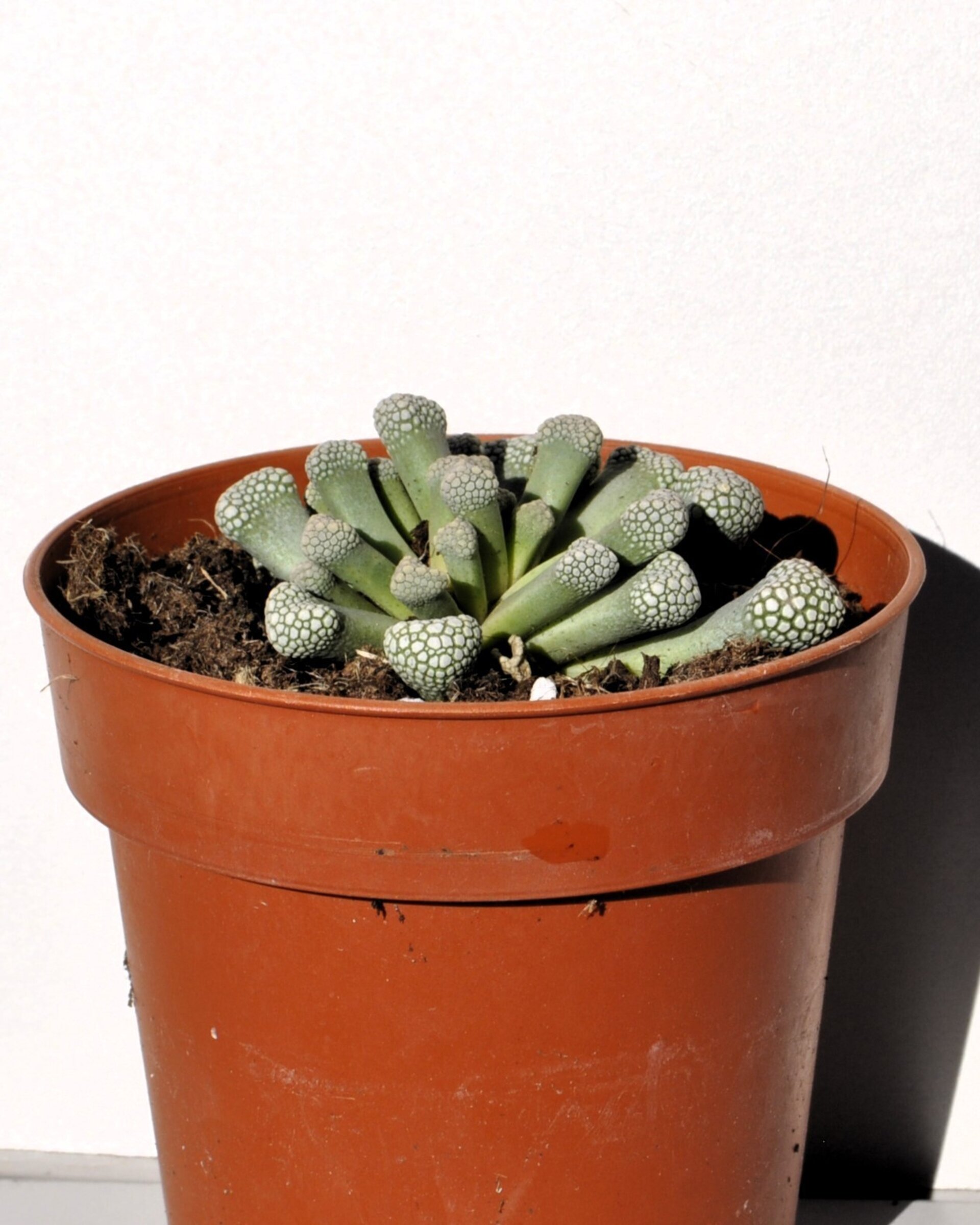 Titanopsis schwantesii - 2