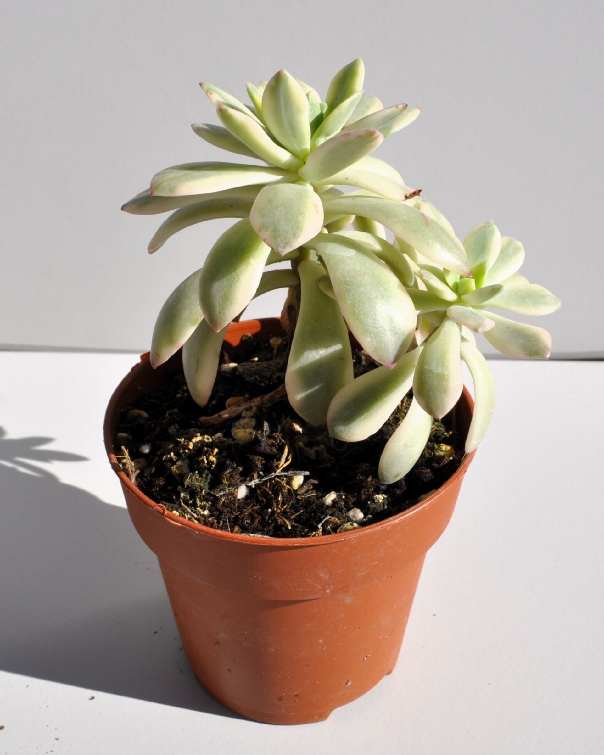 Echeveria cf. agavoides 'Minibelle Variegata' - 3