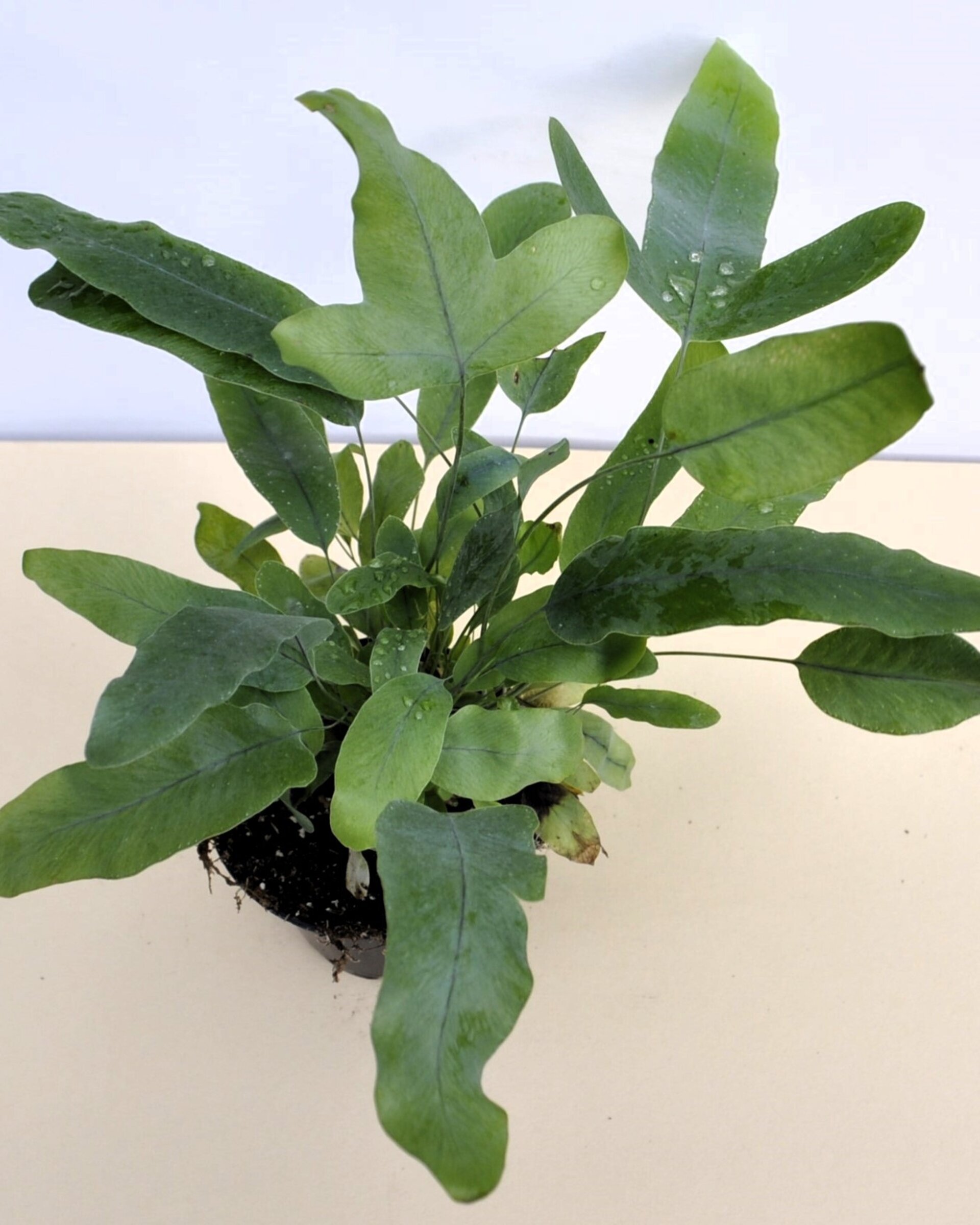 Phlebodium aureum 'Blue Star' (helecho azul) - 4