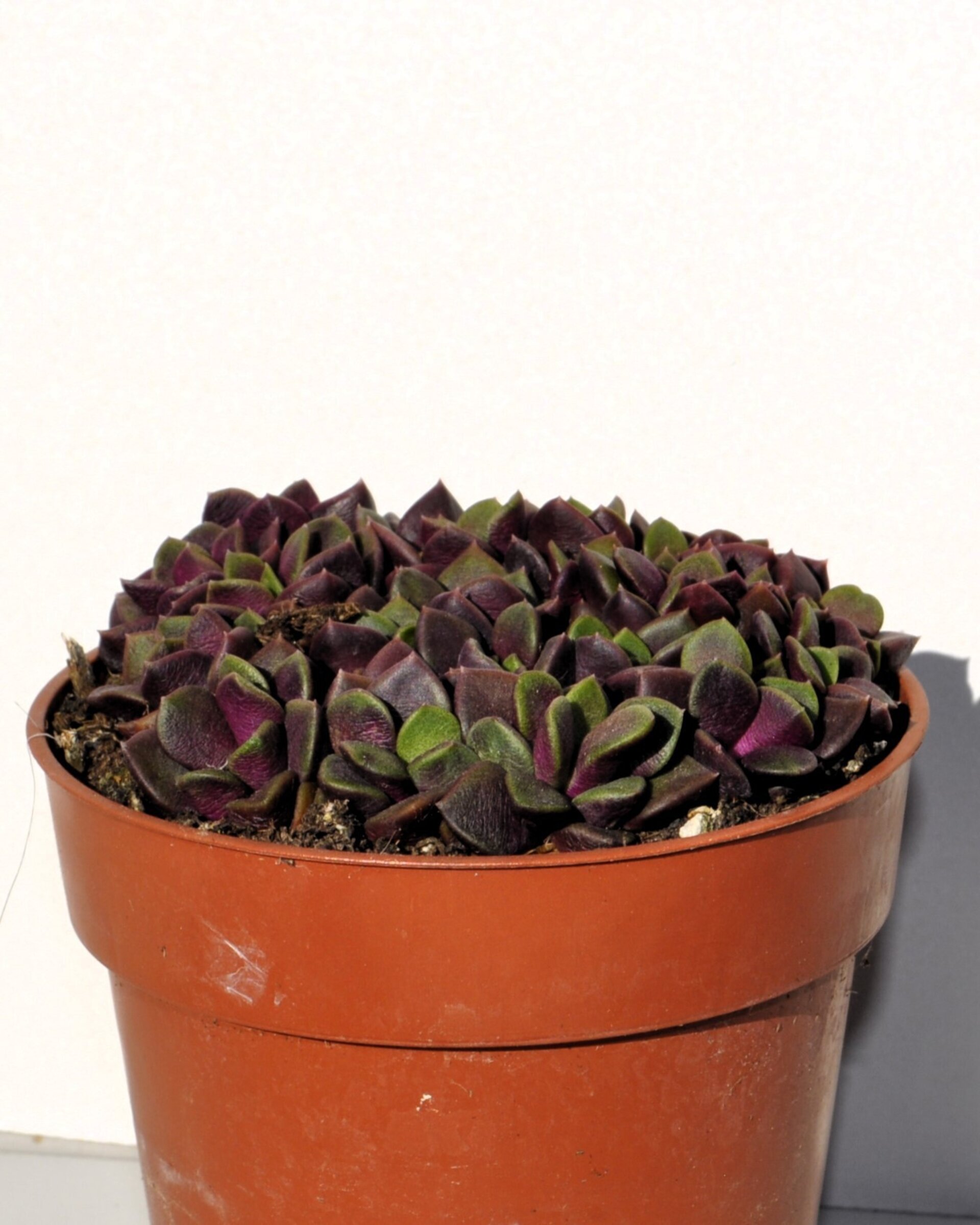 Anacampseros rufescens ‘Red Passion’ (rosa de arena) - 3