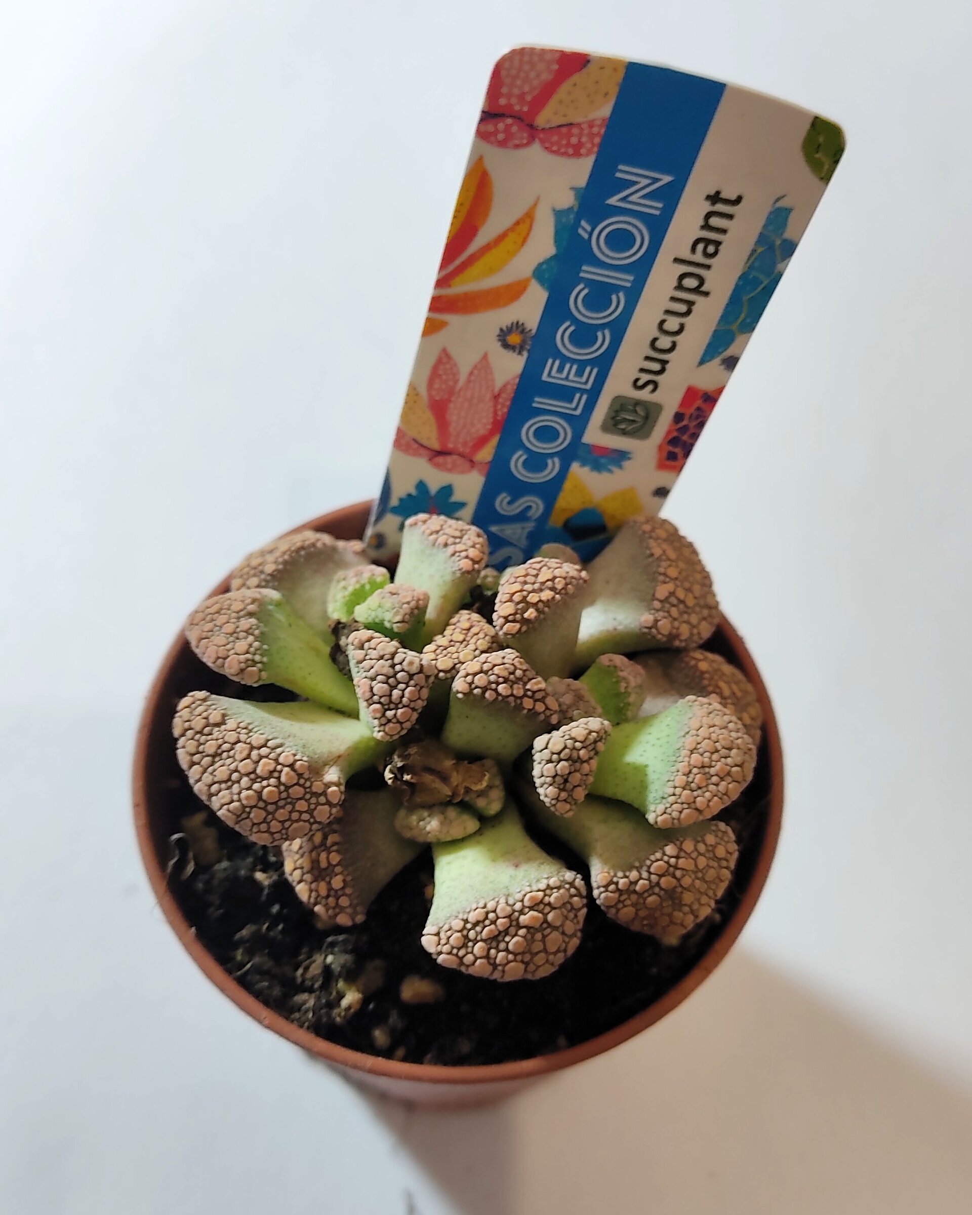 Titanopsis calcarea M5.5 (hoja de cemento [pequeña]) - 4