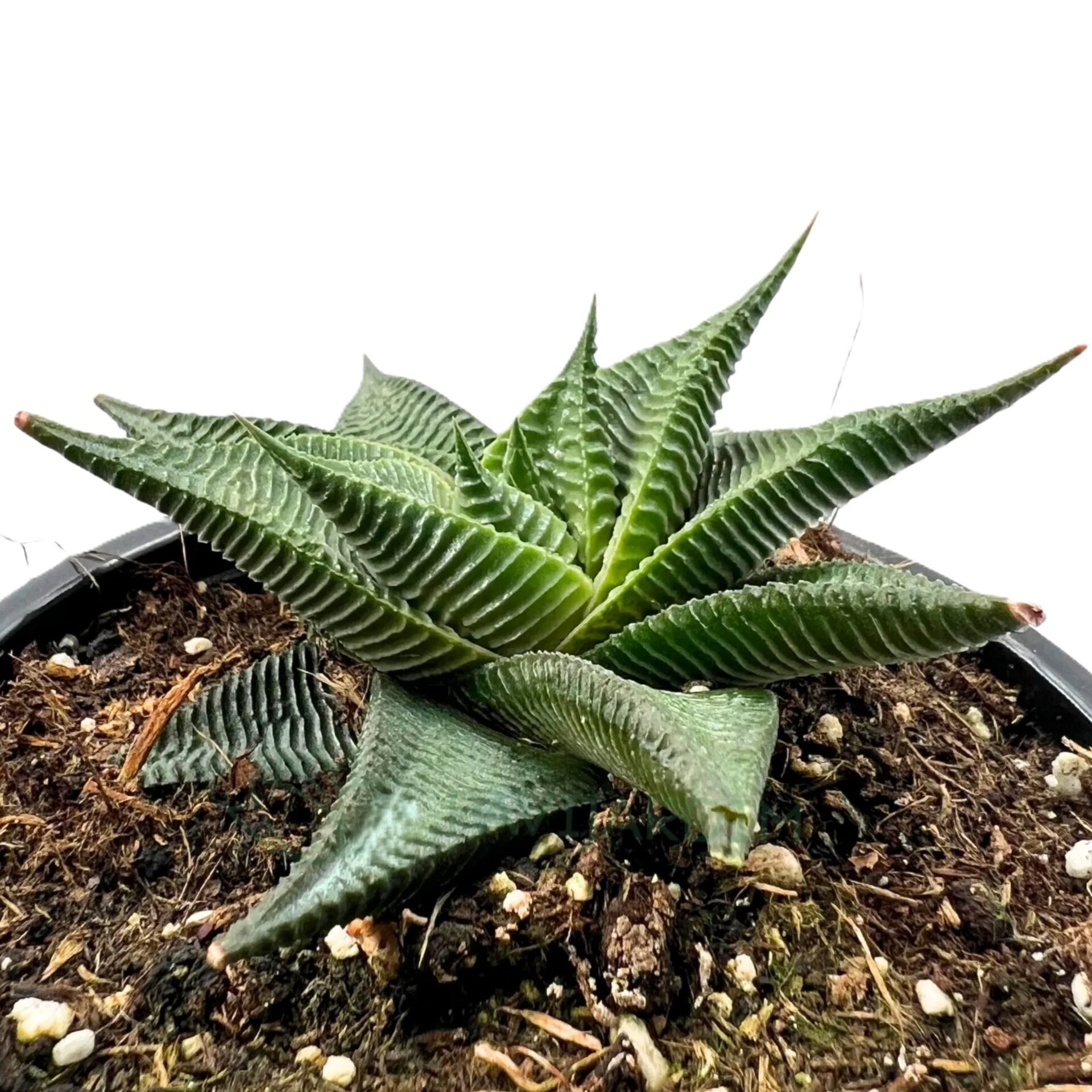 Haworthia limifolia ‘Twister’ - 1