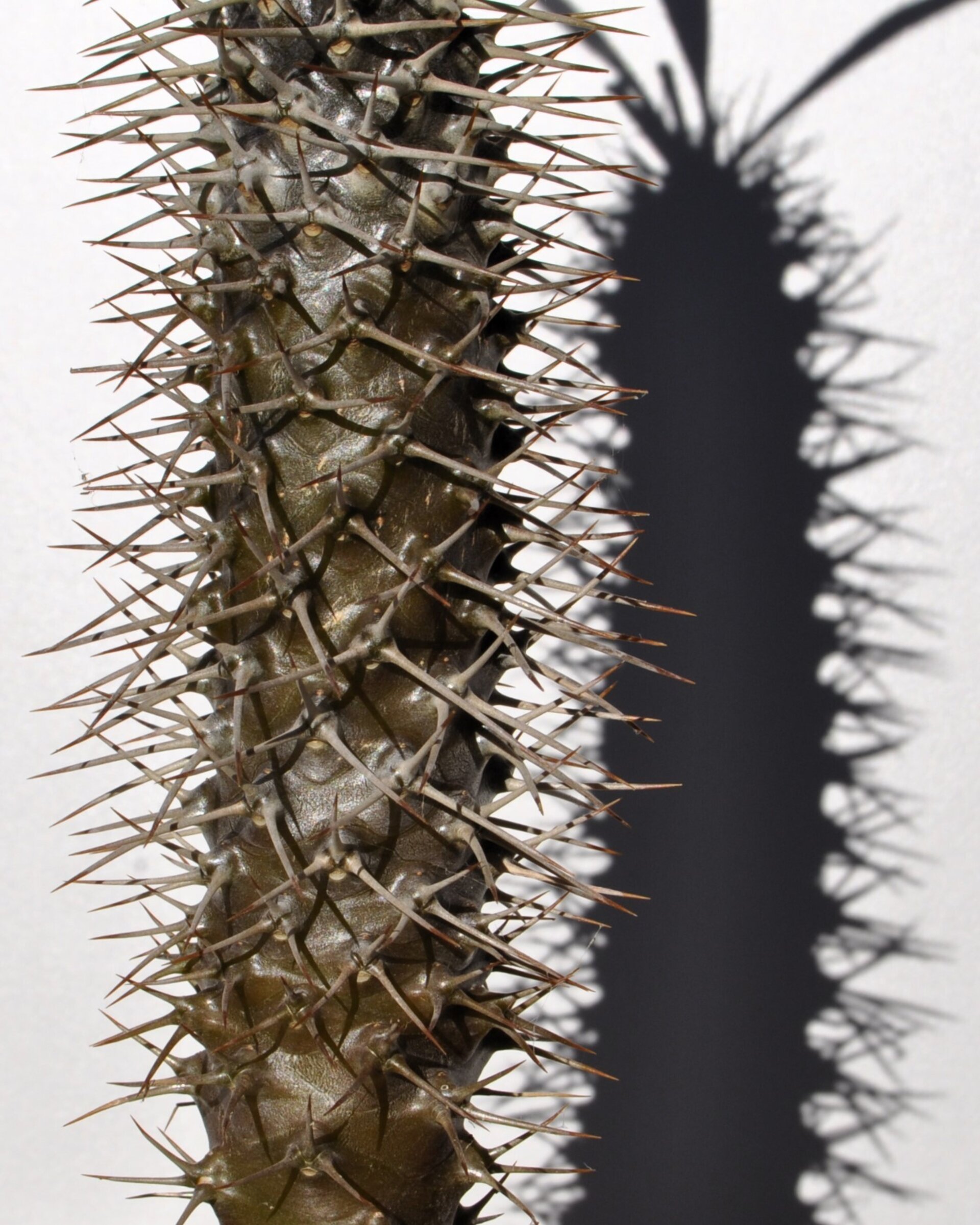 Pachypodium lamerei (palma de Madagascar) - 10