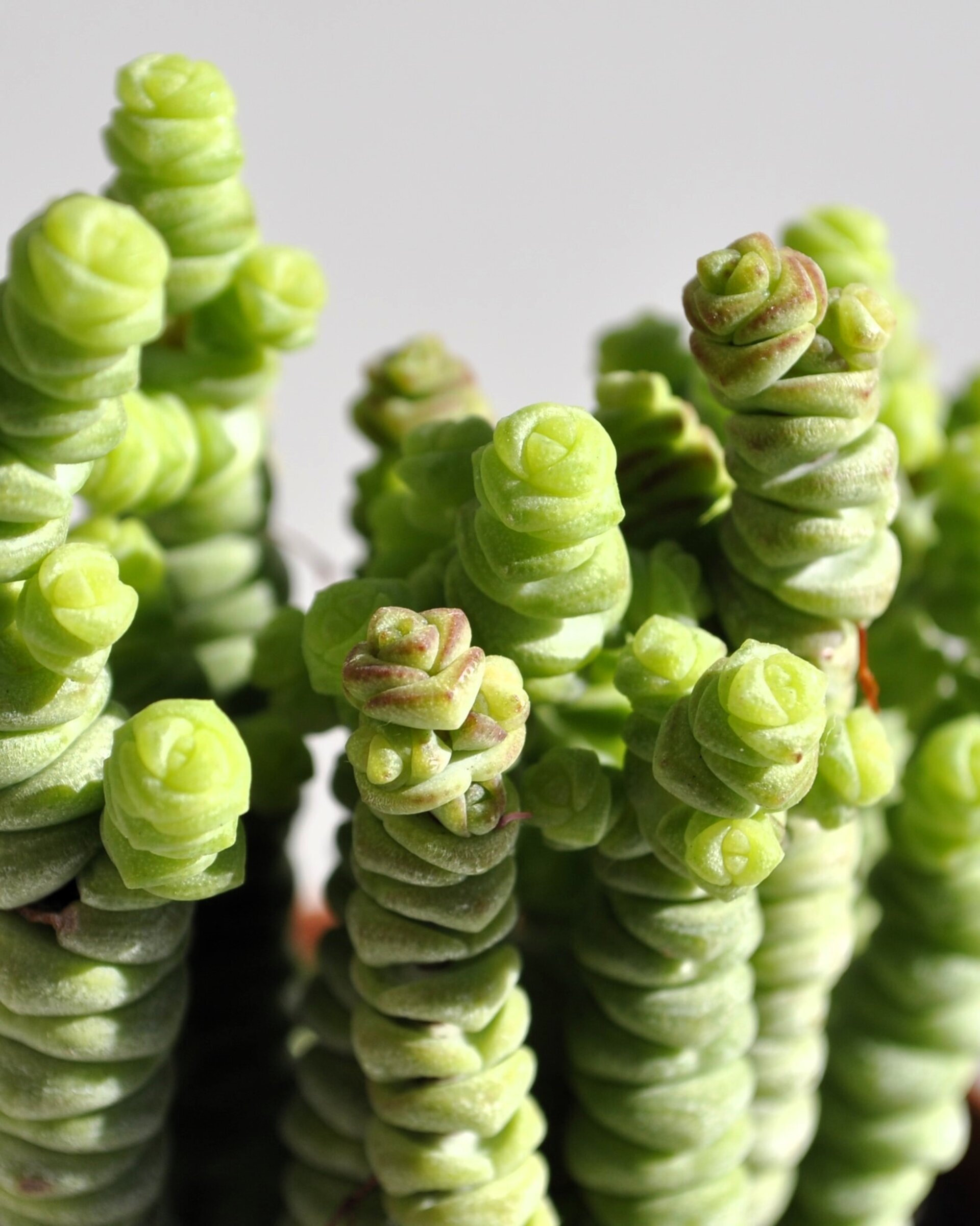 Crassula marnieriana Minor (collar de jade, pagoda china) - 5