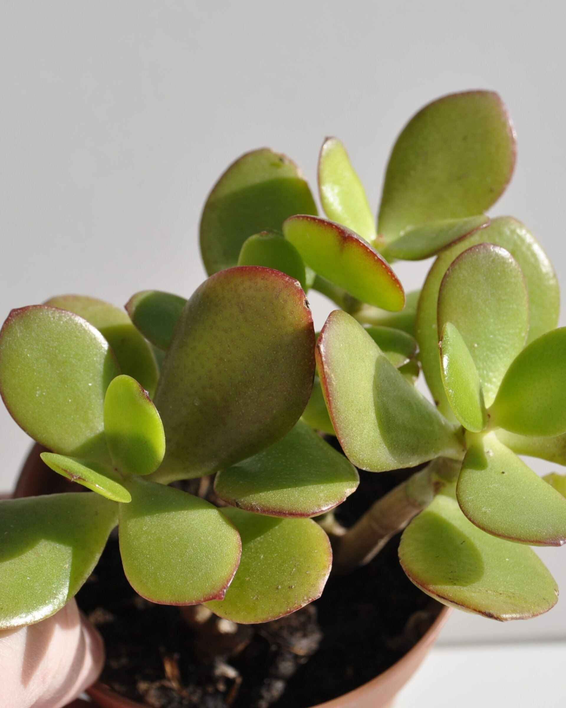 Crassula ovata (árbol de jade) - 4