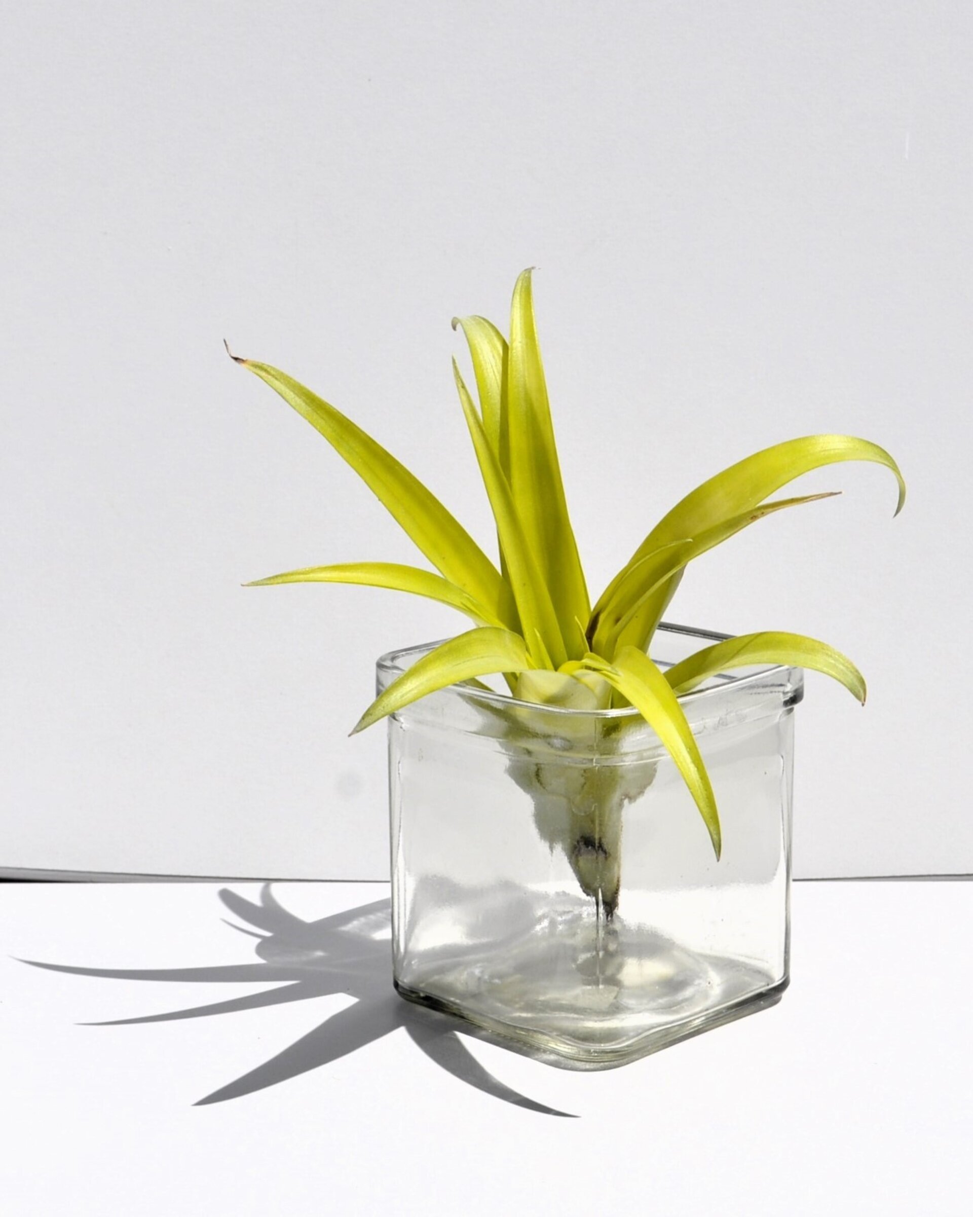 Tillandsia flabellata var. rubra - 4