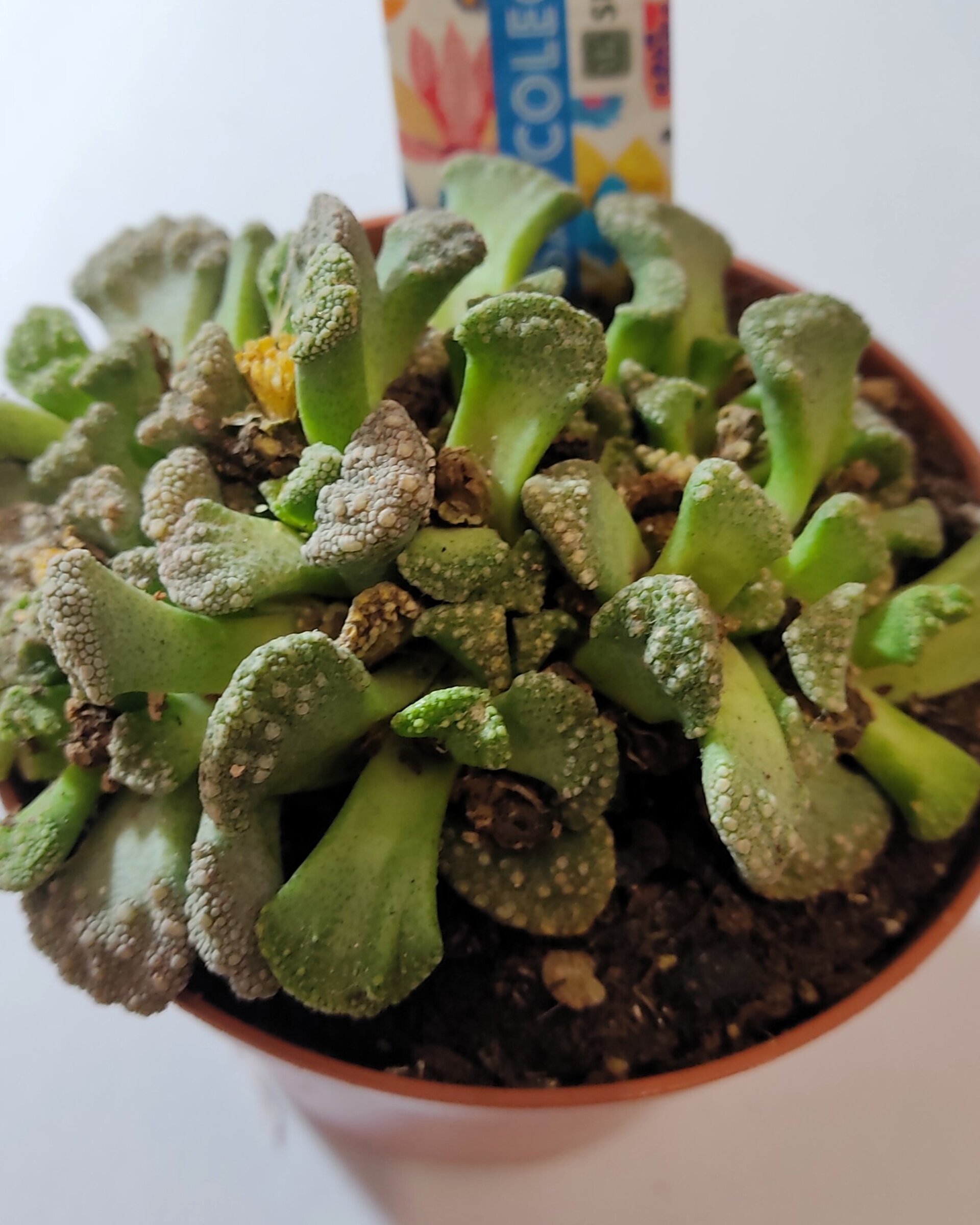 Titanopsis calcarea M8.5 (hoja de cemento [mediana]) - 9
