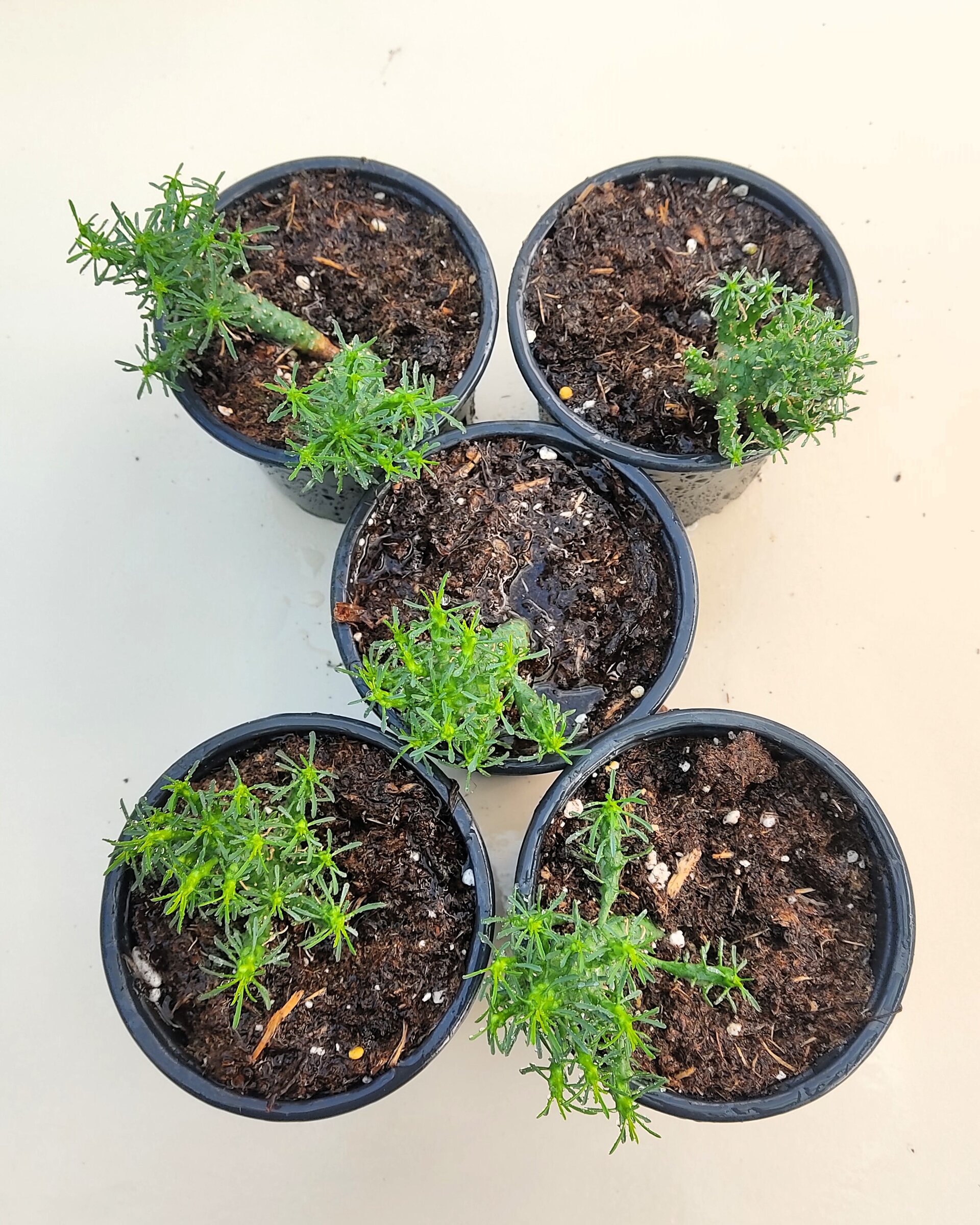 Euphorbia flanaganii (cabeza de Medusa) - 6