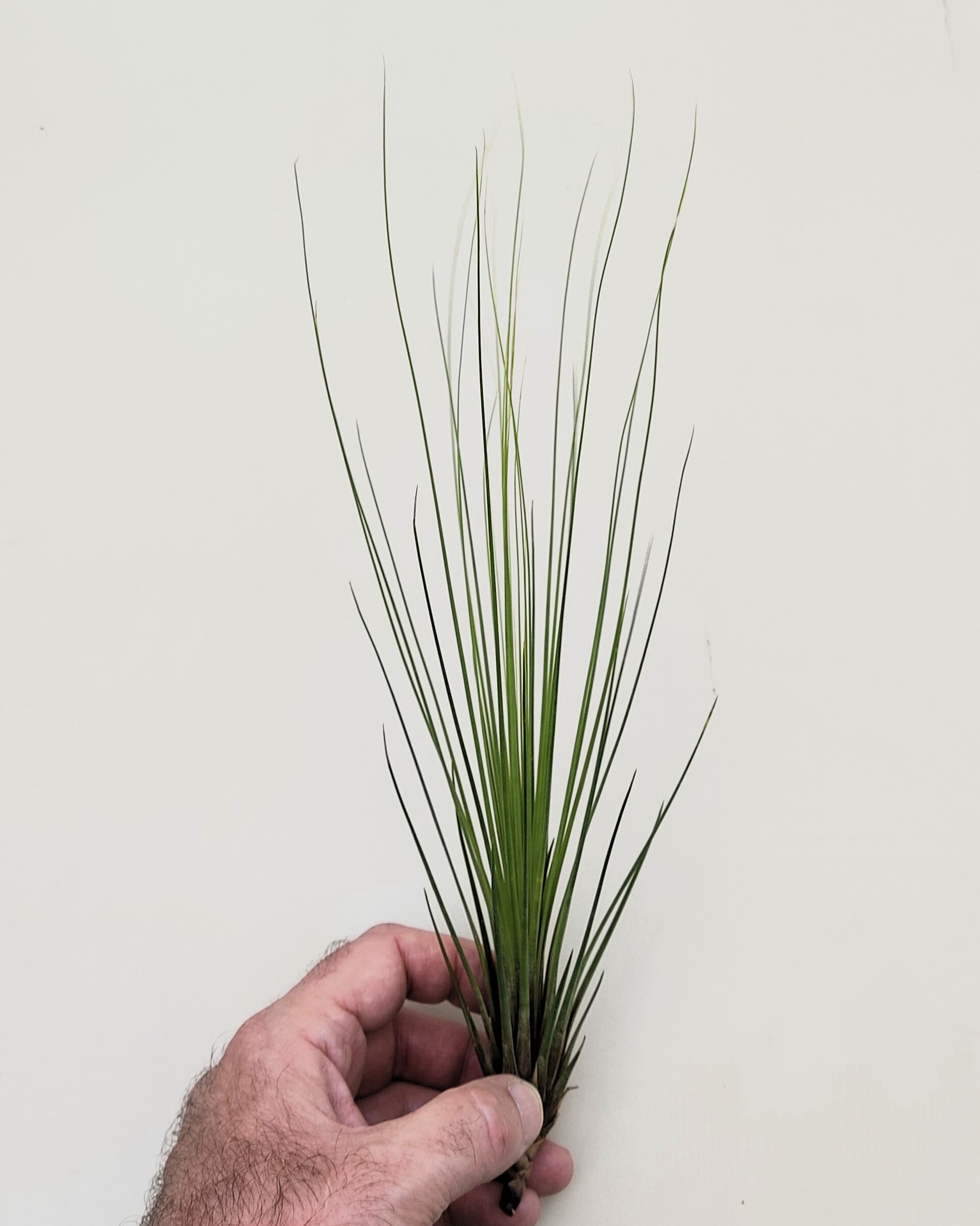 Tillandsia juncifolia [medium] - 1