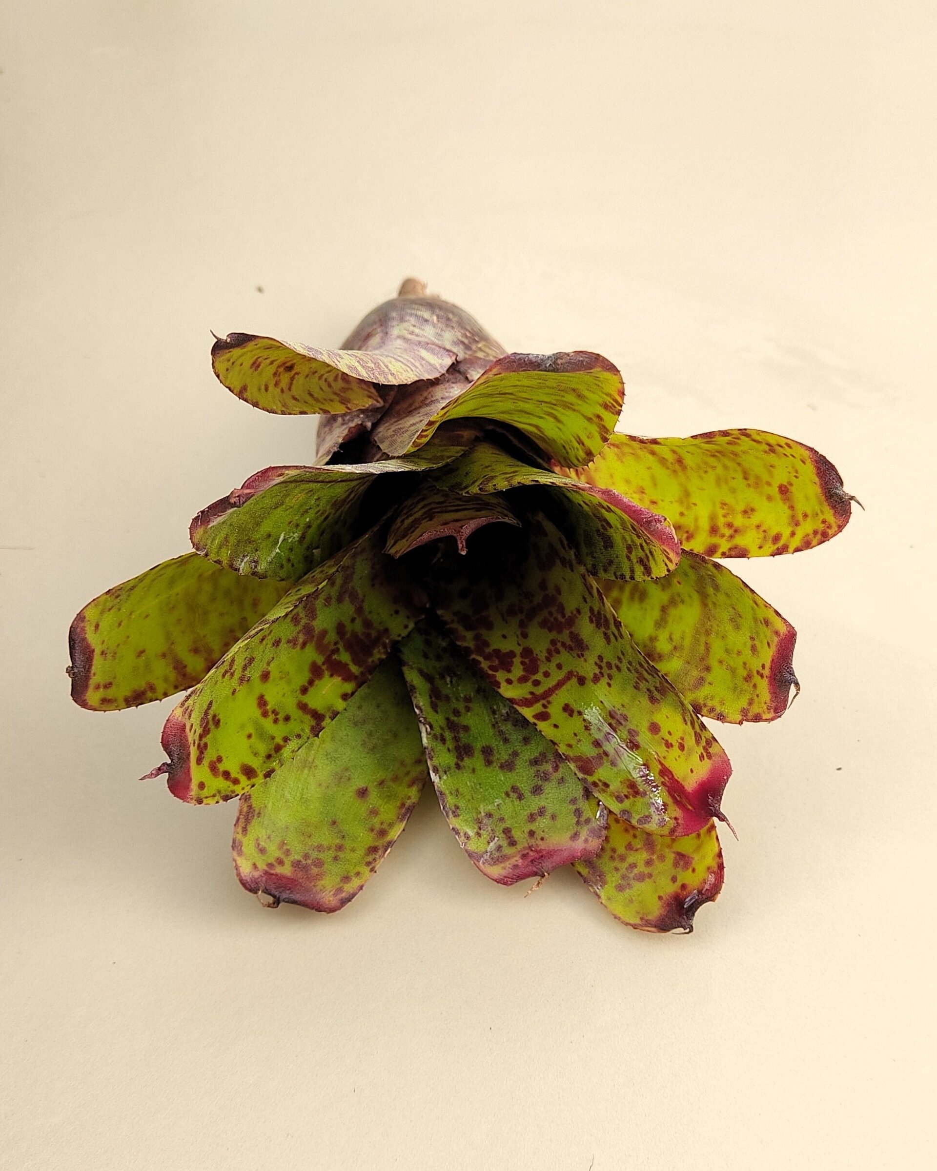 Neoregelia 'Guinea' - 5