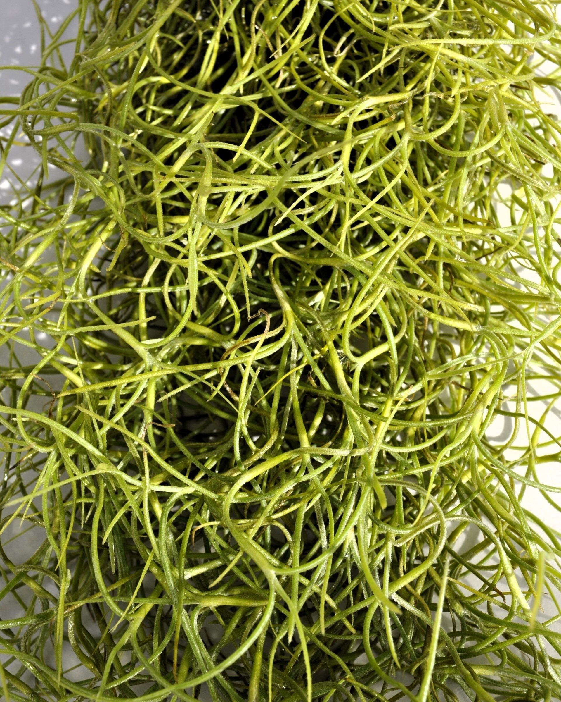 Tillandsia usneoides [standard] (barba de viejo) - 7