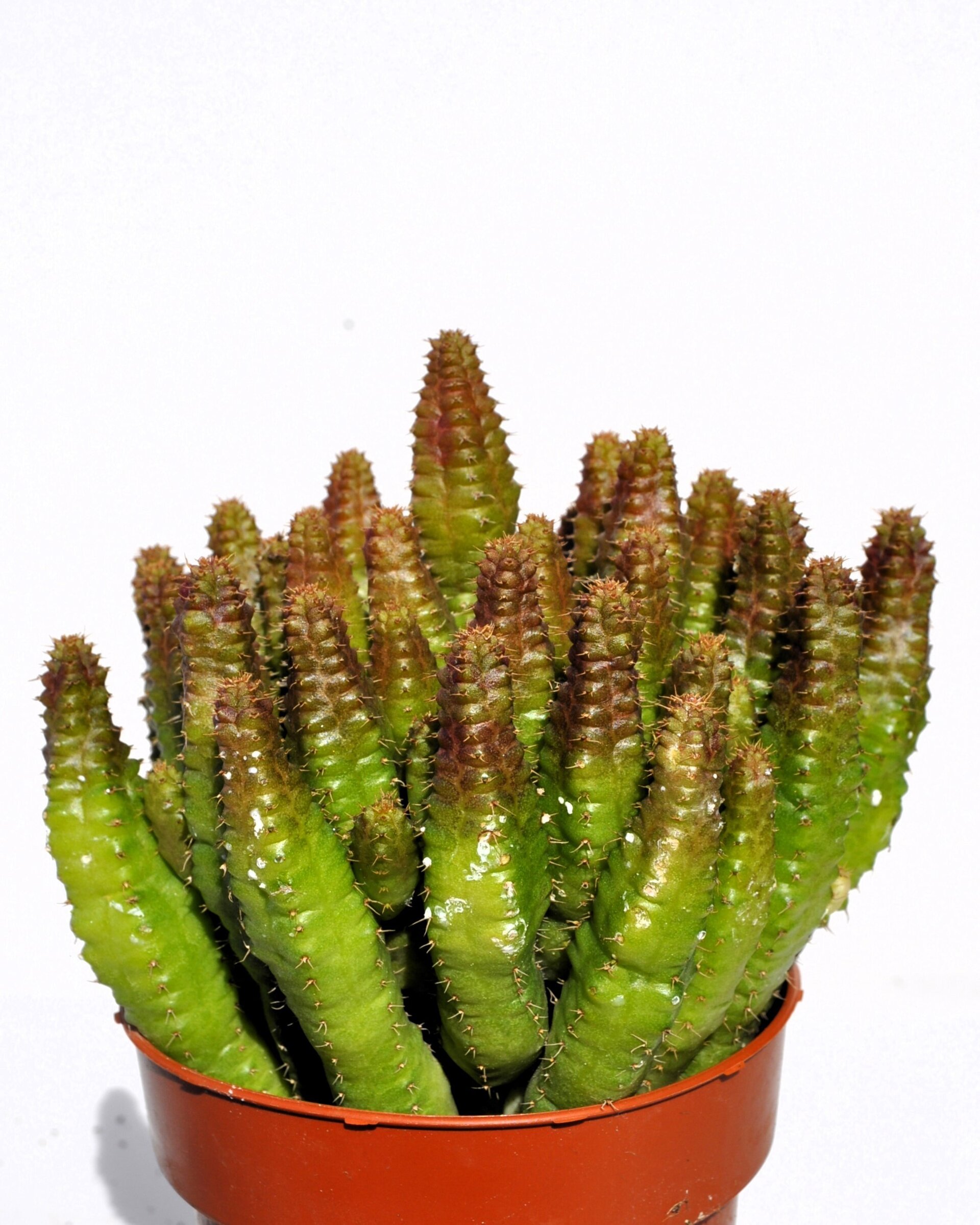 Euphorbia cf. pitica - 1