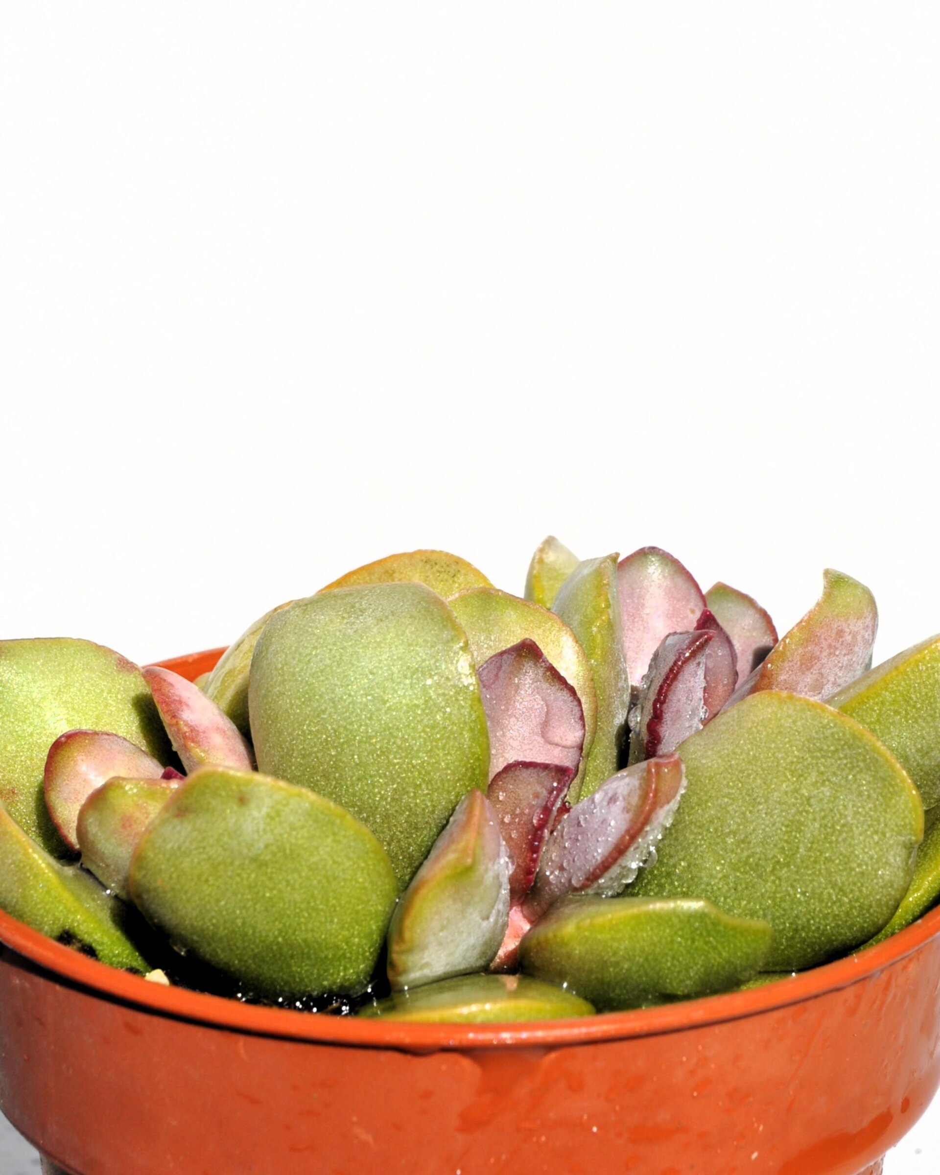 Adromischus cf. liebenbergii - 5
