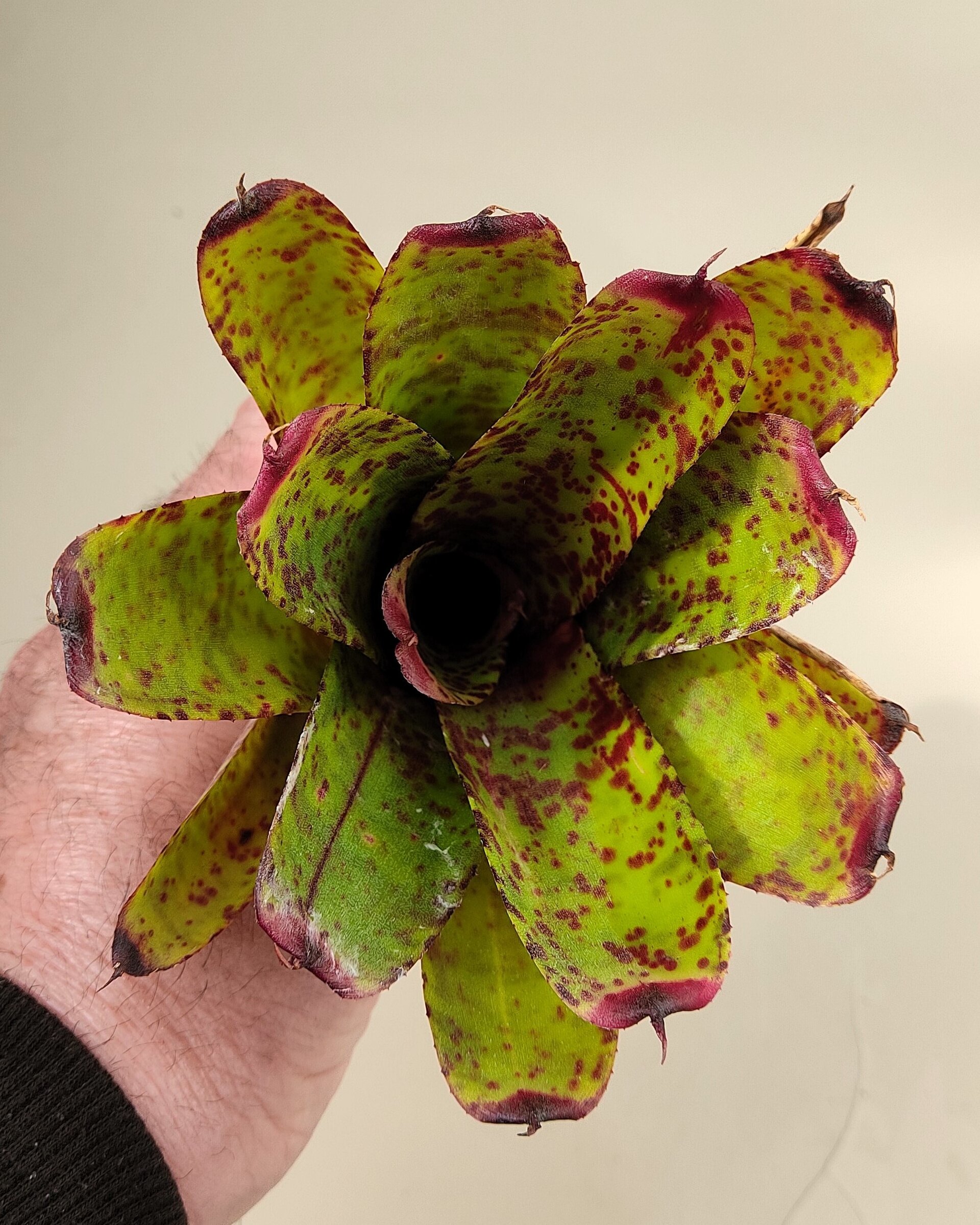 Neoregelia 'Guinea' - 4