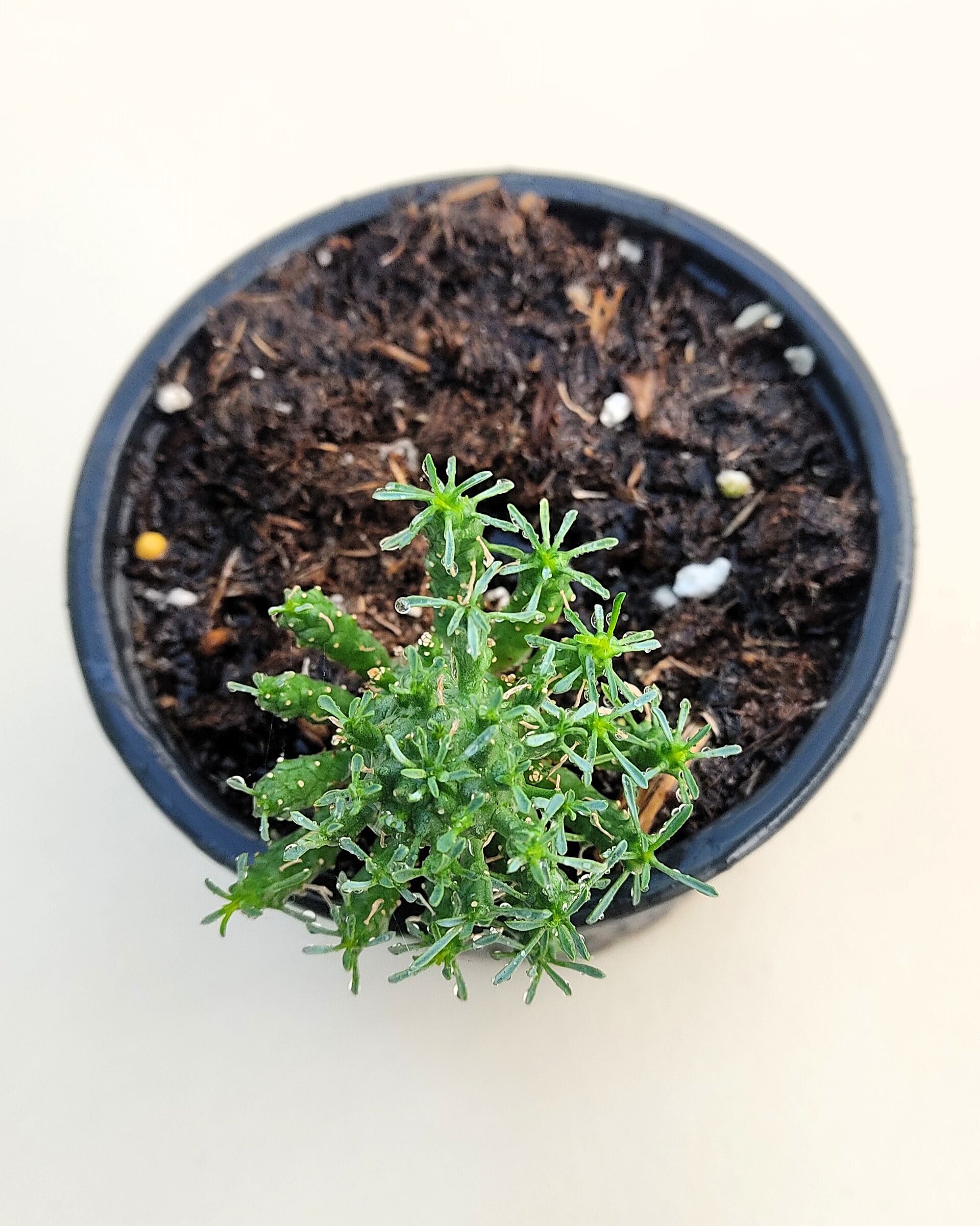 Euphorbia flanaganii (cabeza de Medusa) - 3