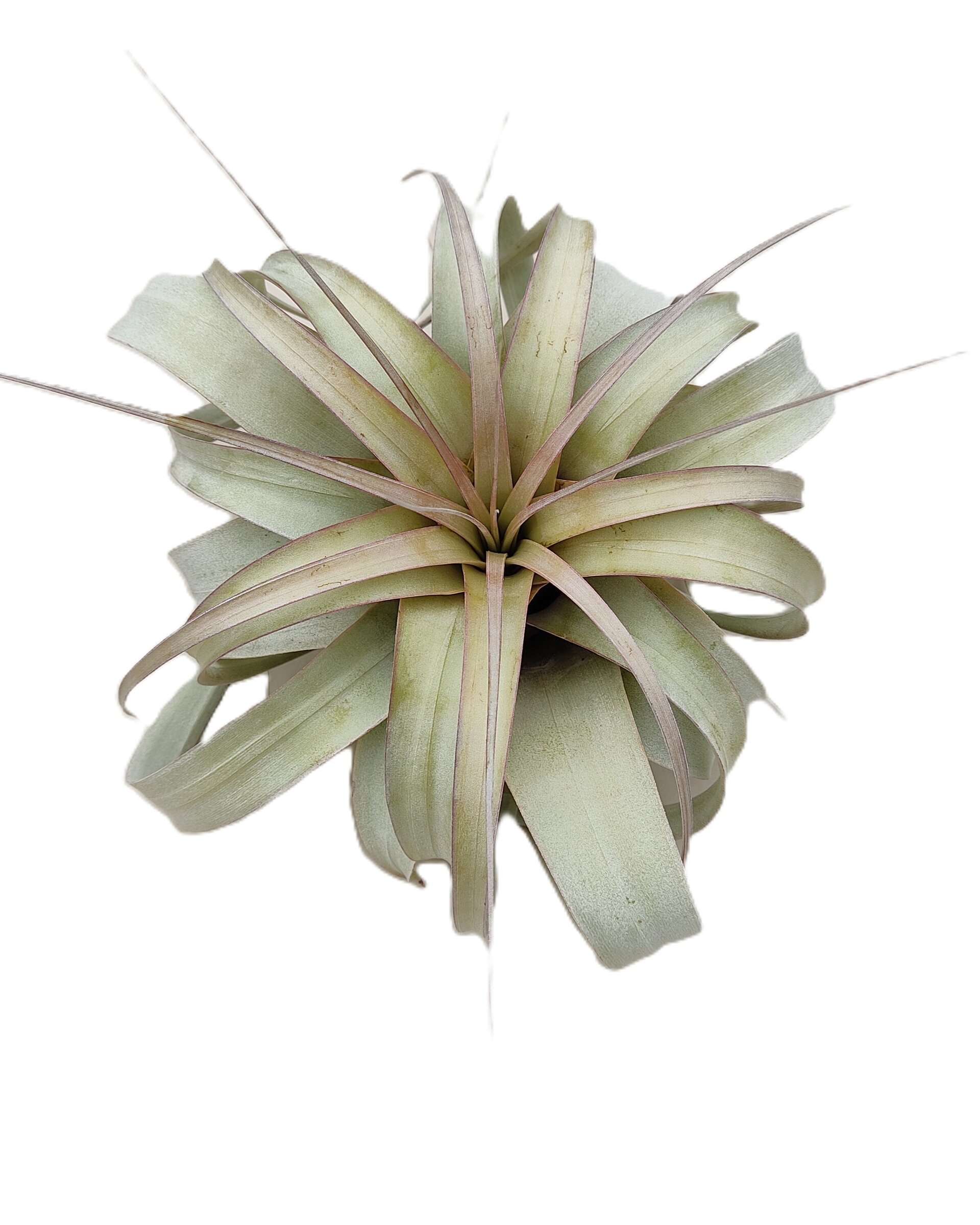 Tillandsia xerographica (pie de gallo) [medium] - 4