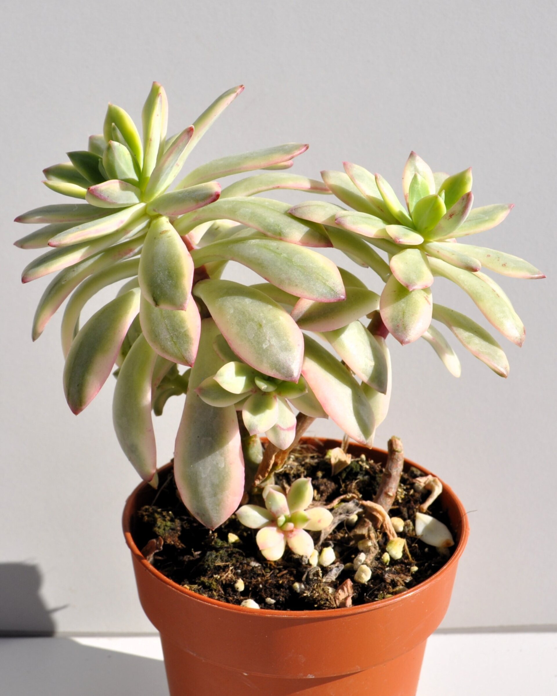 Echeveria cf. agavoides 'Minibelle Variegata' - 4