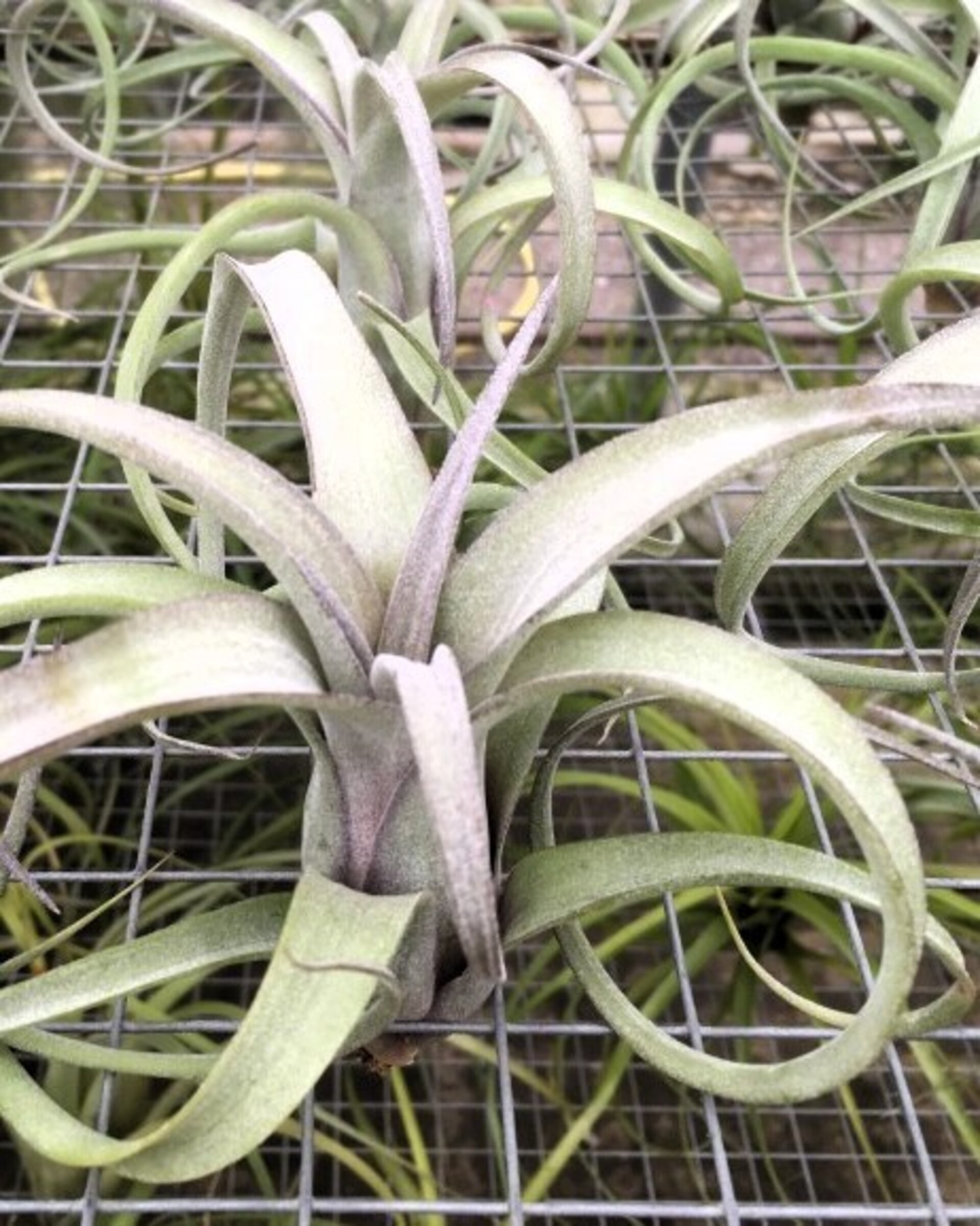 Tillandsia 'Curly Slim' - 1