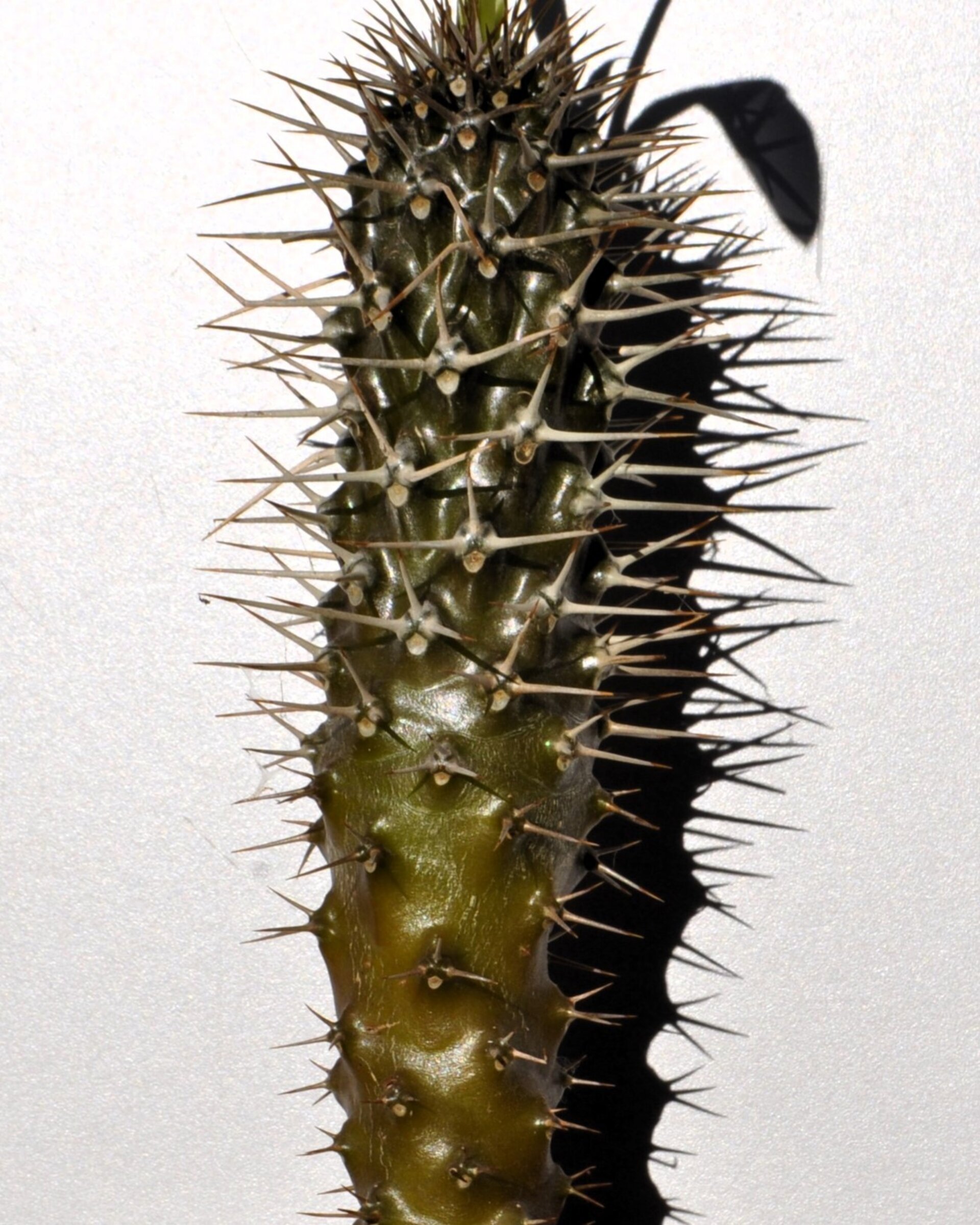 Pachypodium lamerei (palma de Madagascar) - 8
