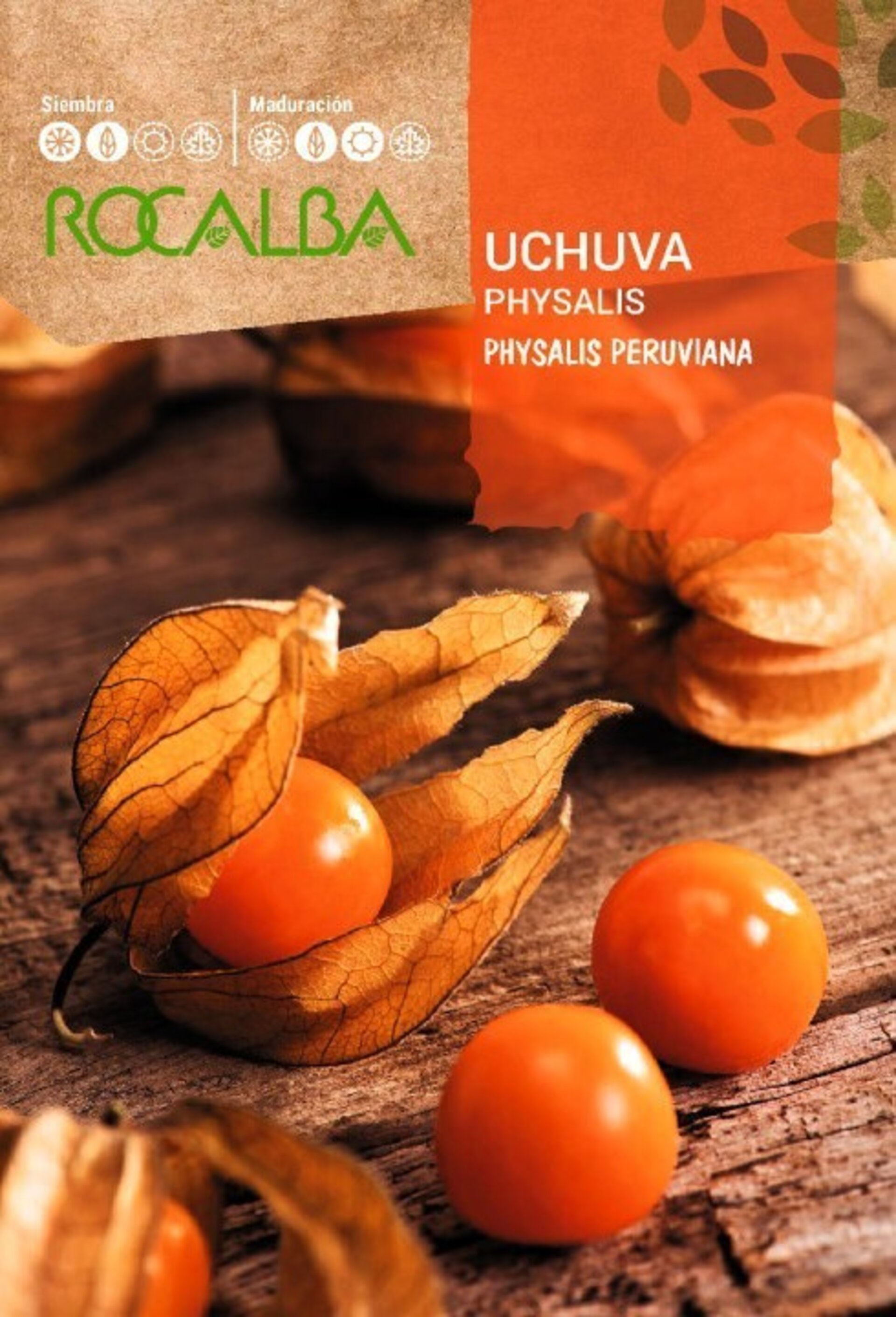 Physalis peruviana (uchuva) - Semillas - 2