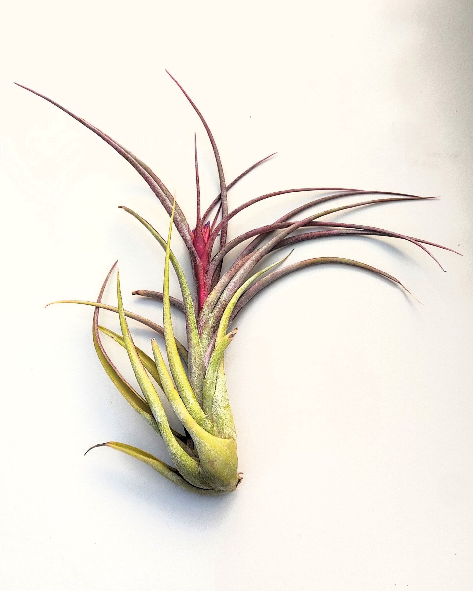 Tillandsia caput-medusae x flabellata [híbrido] - 5