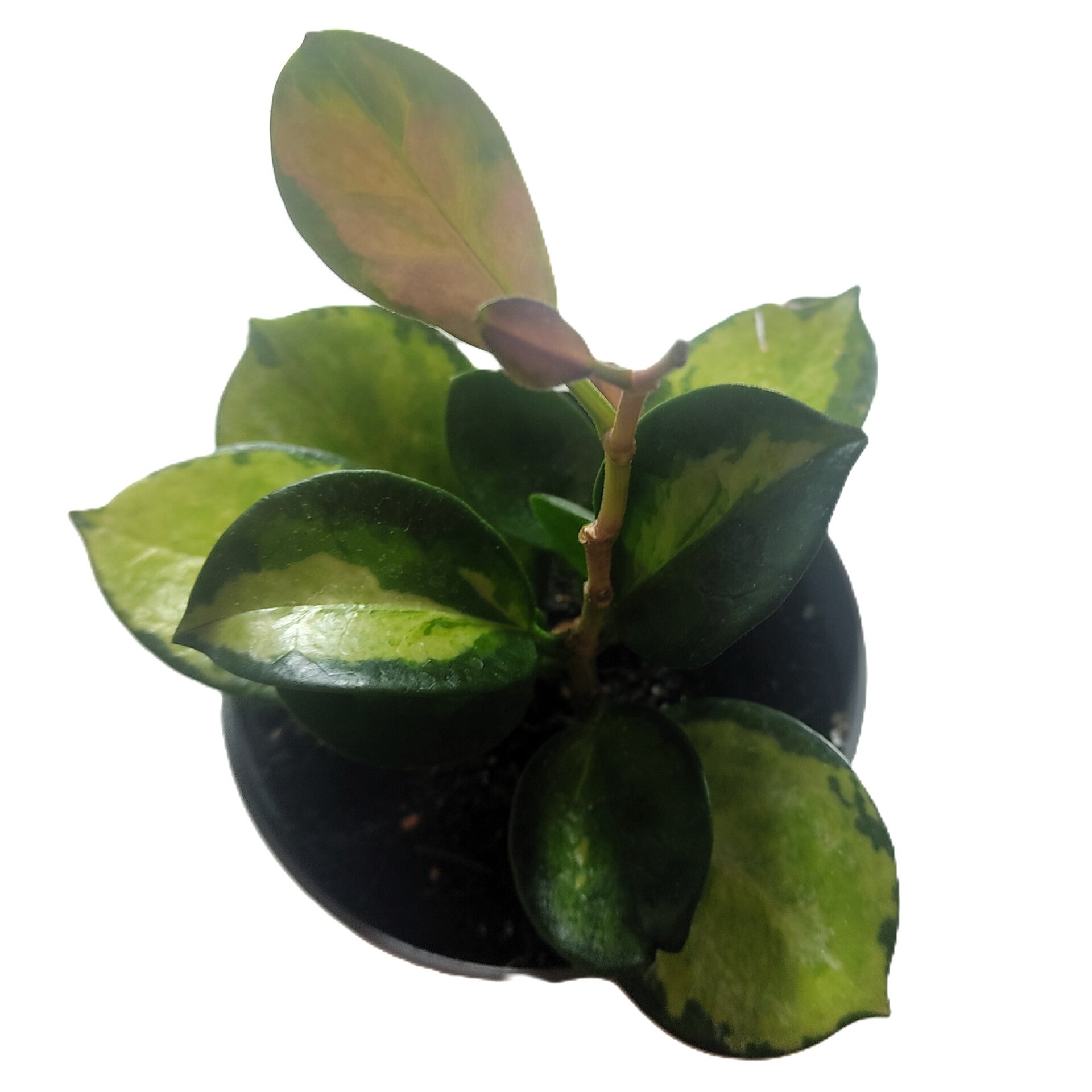 Hoya australis 'Lisa' - 3
