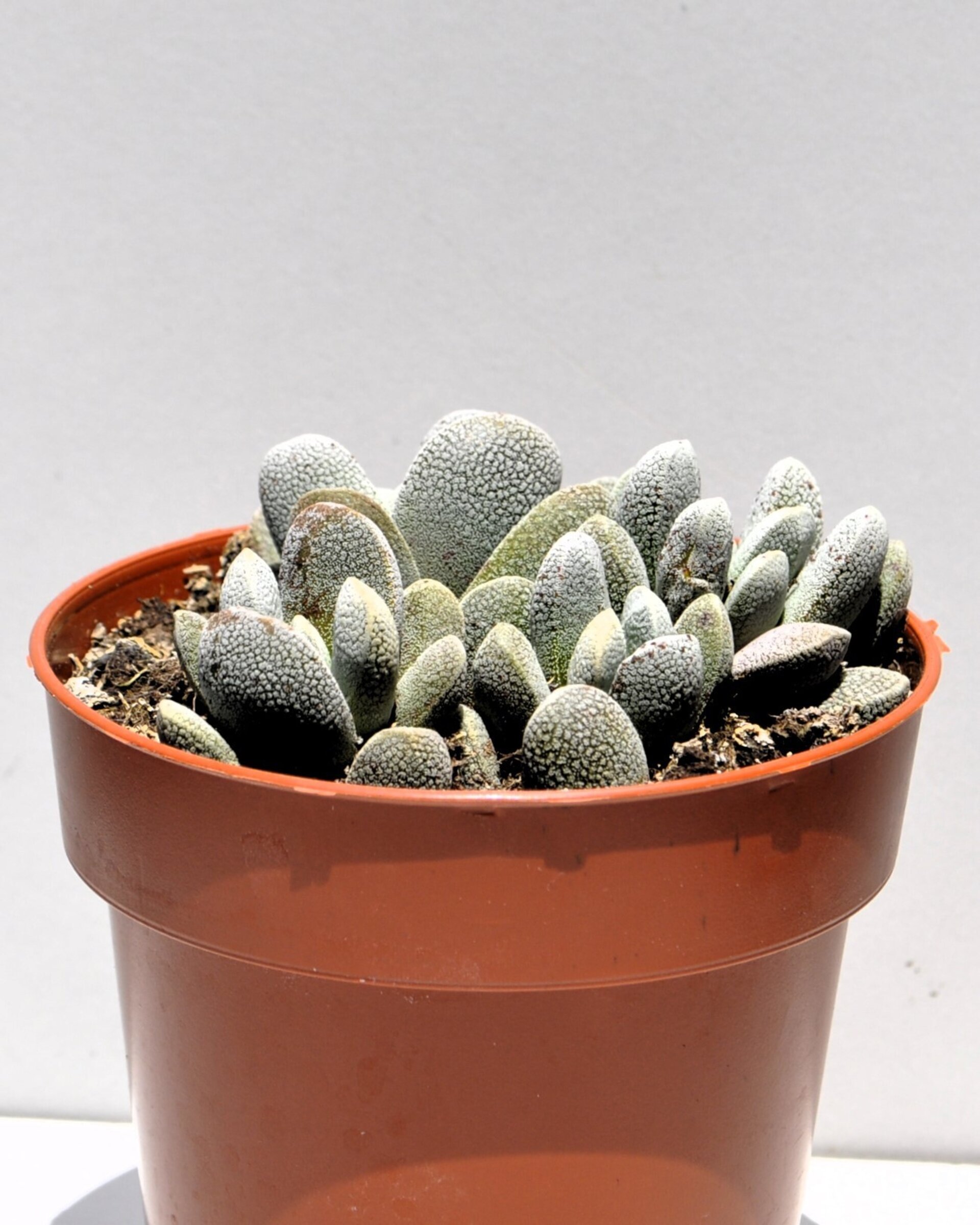 Crassula tecta - 7