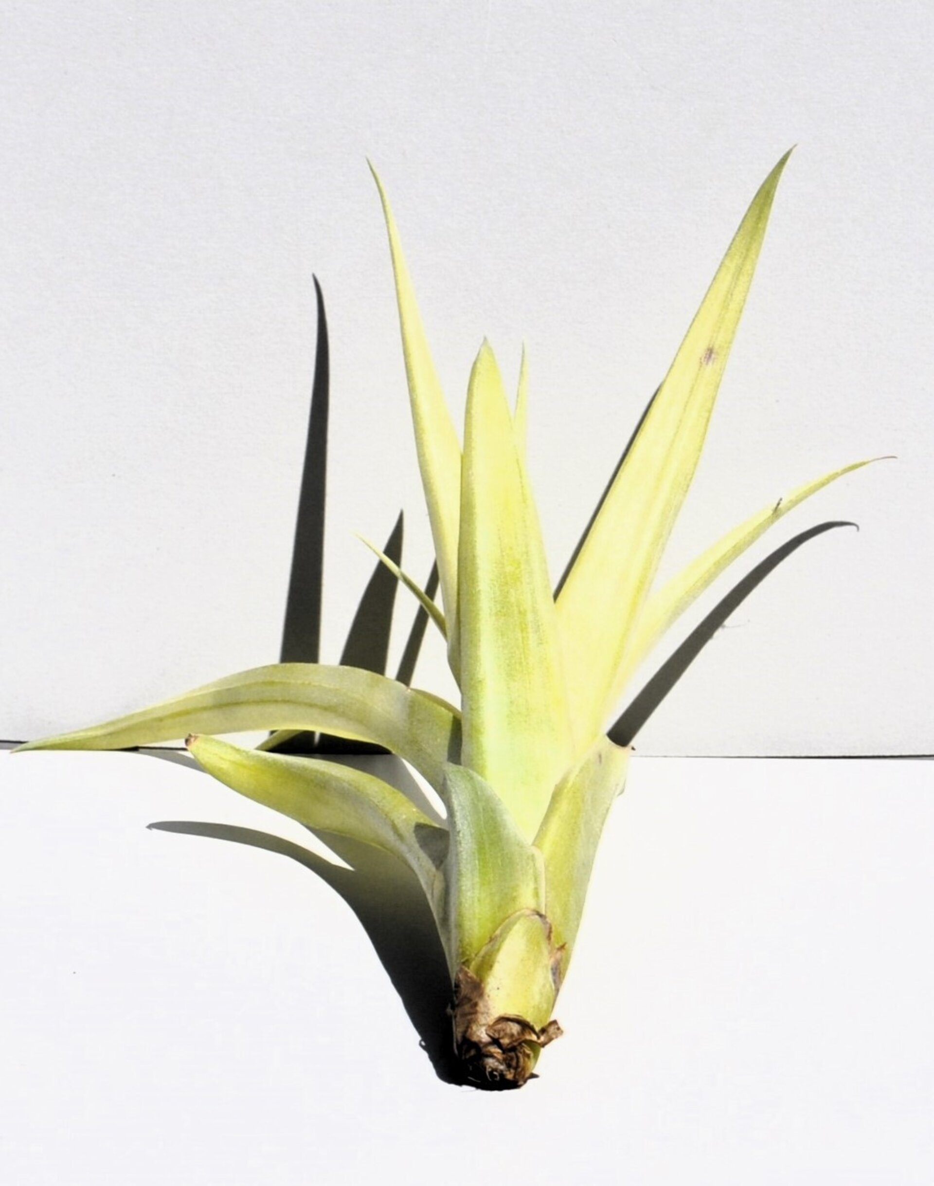 Tillandsia flabellata var. rubra - 5