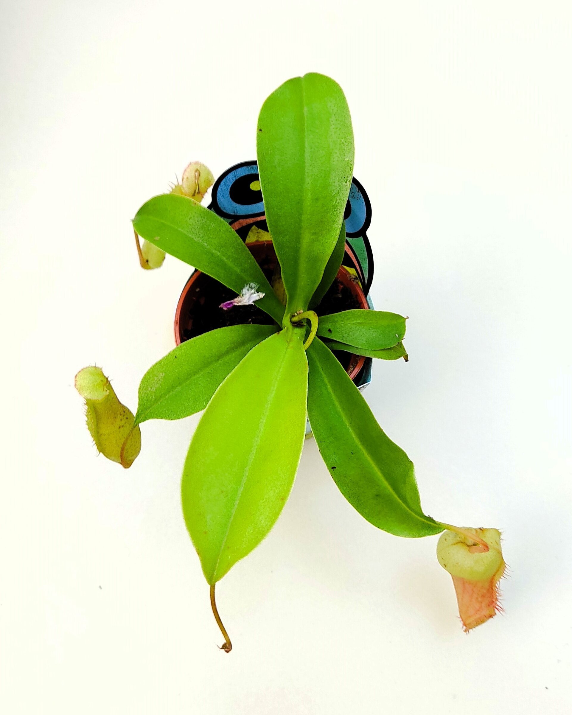 Planta carnívora Nepenthes sp. M5,5 (planta jarro, copa de mono) - 3