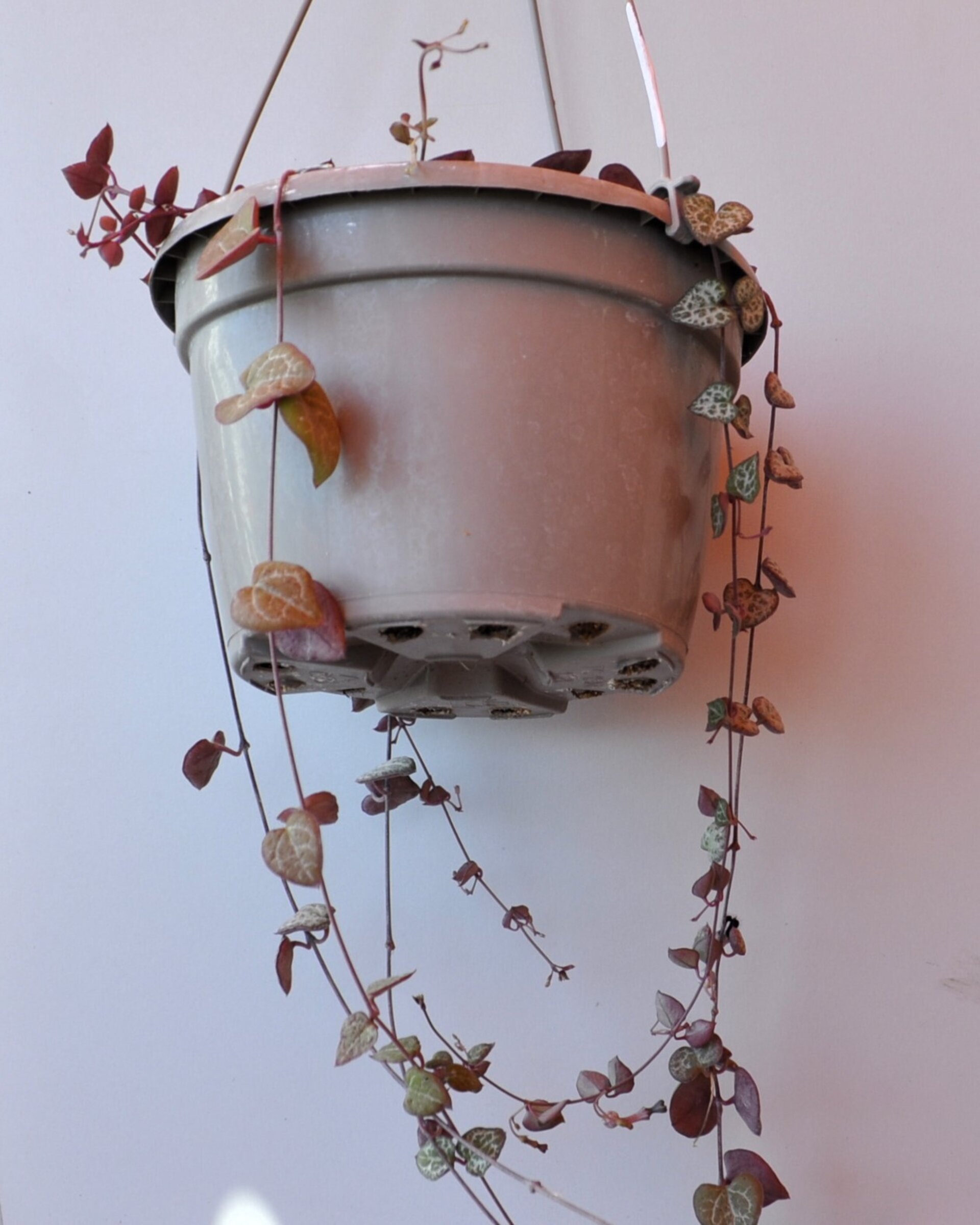 Ceropegia woodii M15 colgante (rosario de corazones) - 7