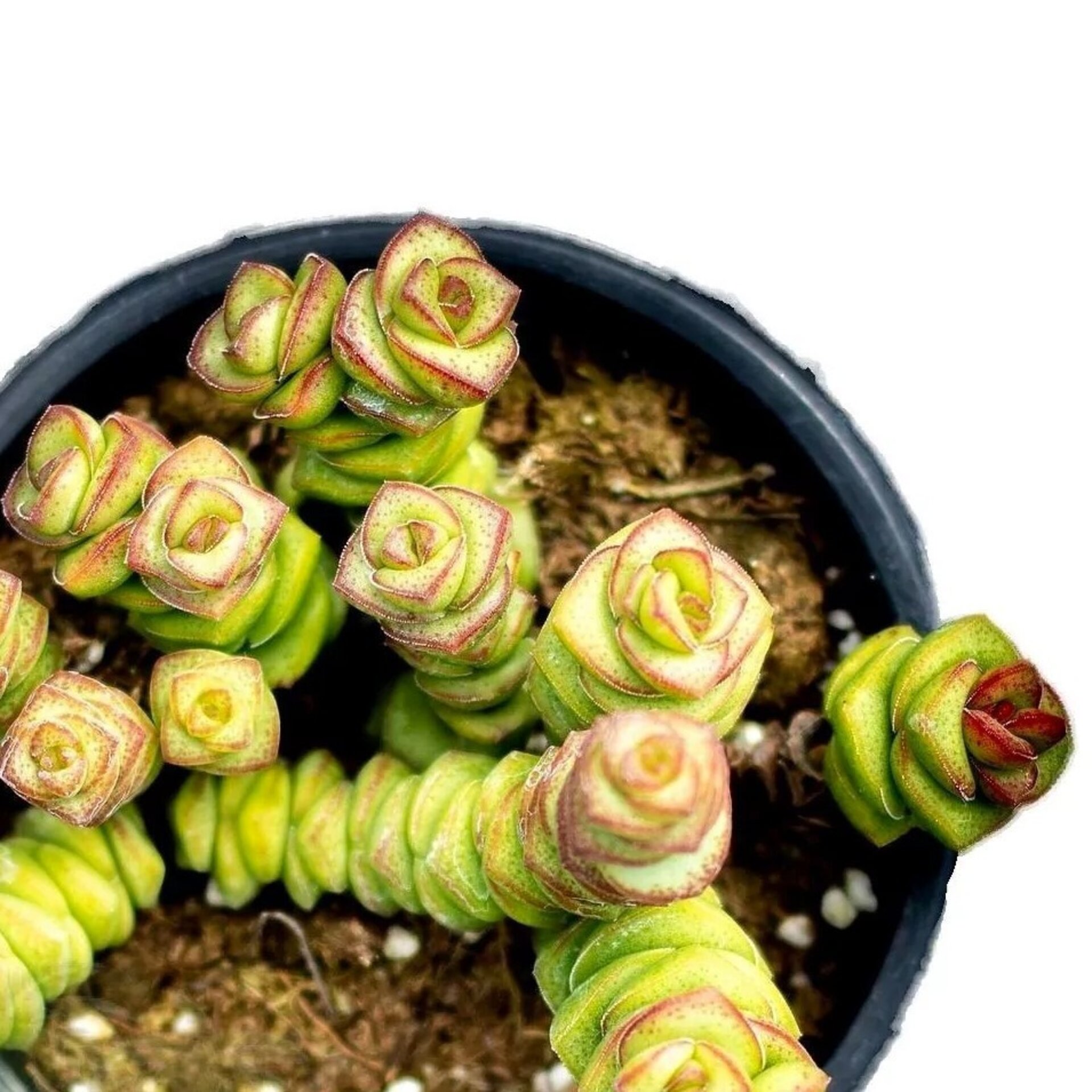 Crassula marnieriana (collar de jade, pagoda china) - 1