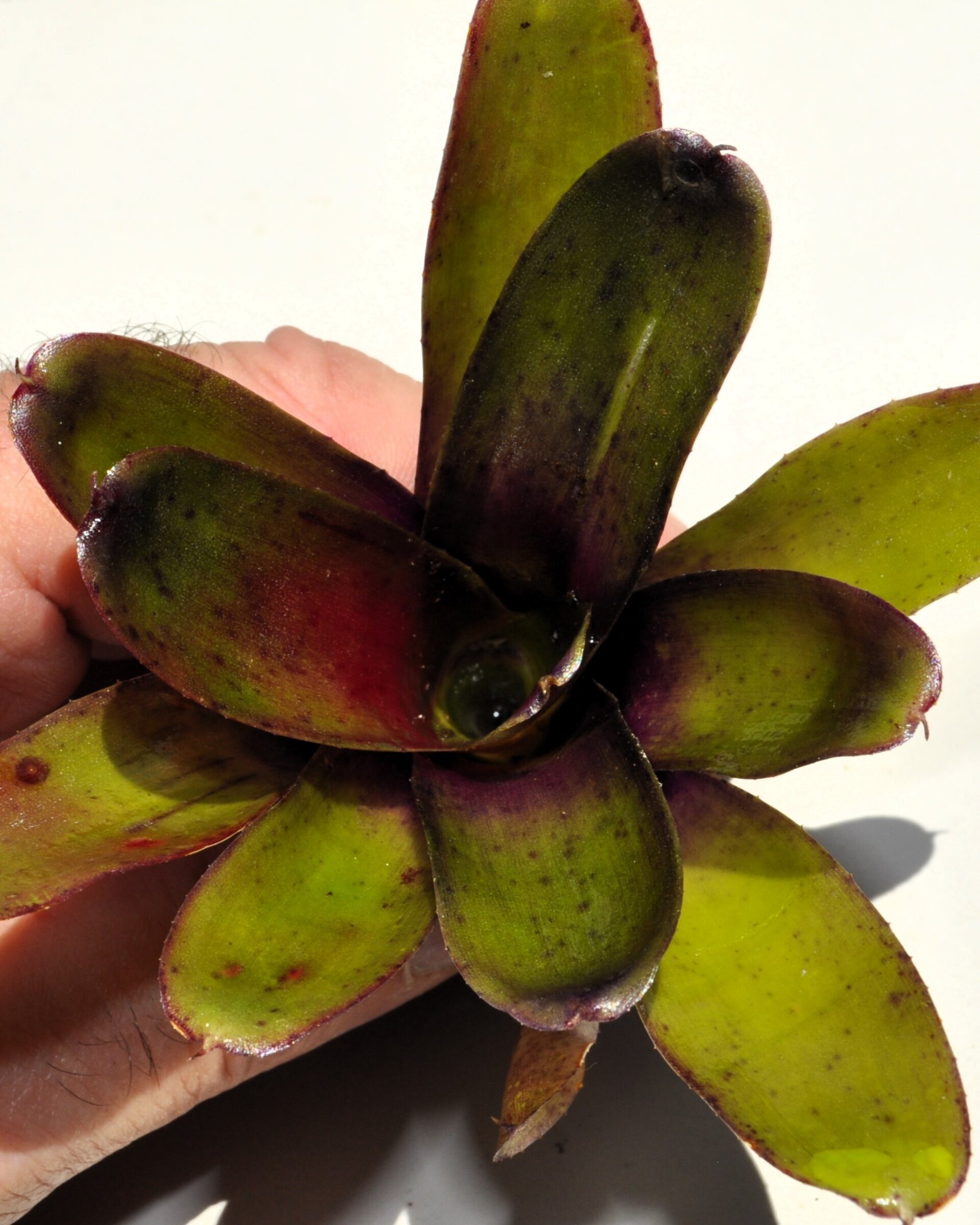 Neoregelia 'Mephisto' - 2
