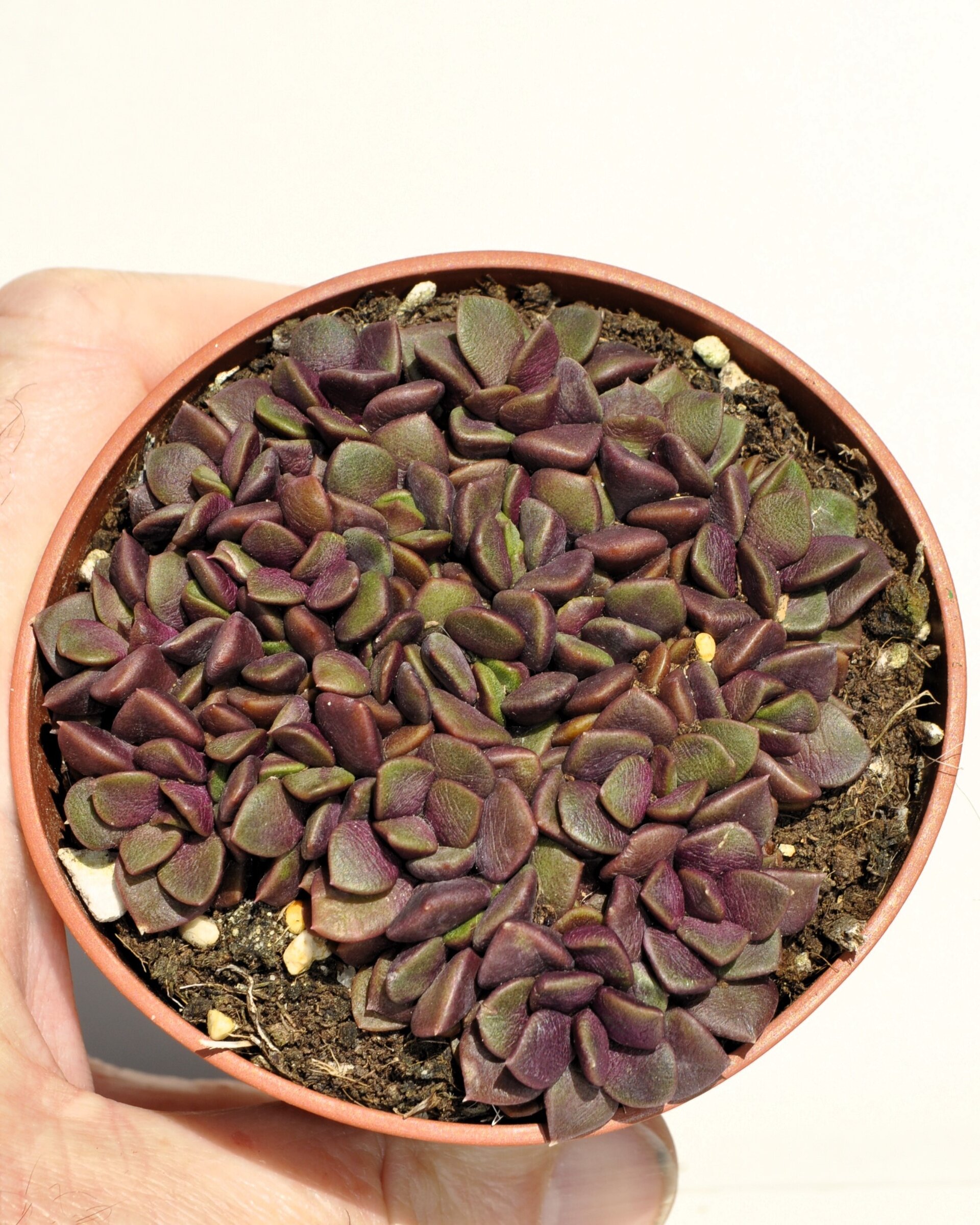 Anacampseros rufescens ‘Red Passion’ (rosa de arena) - 5