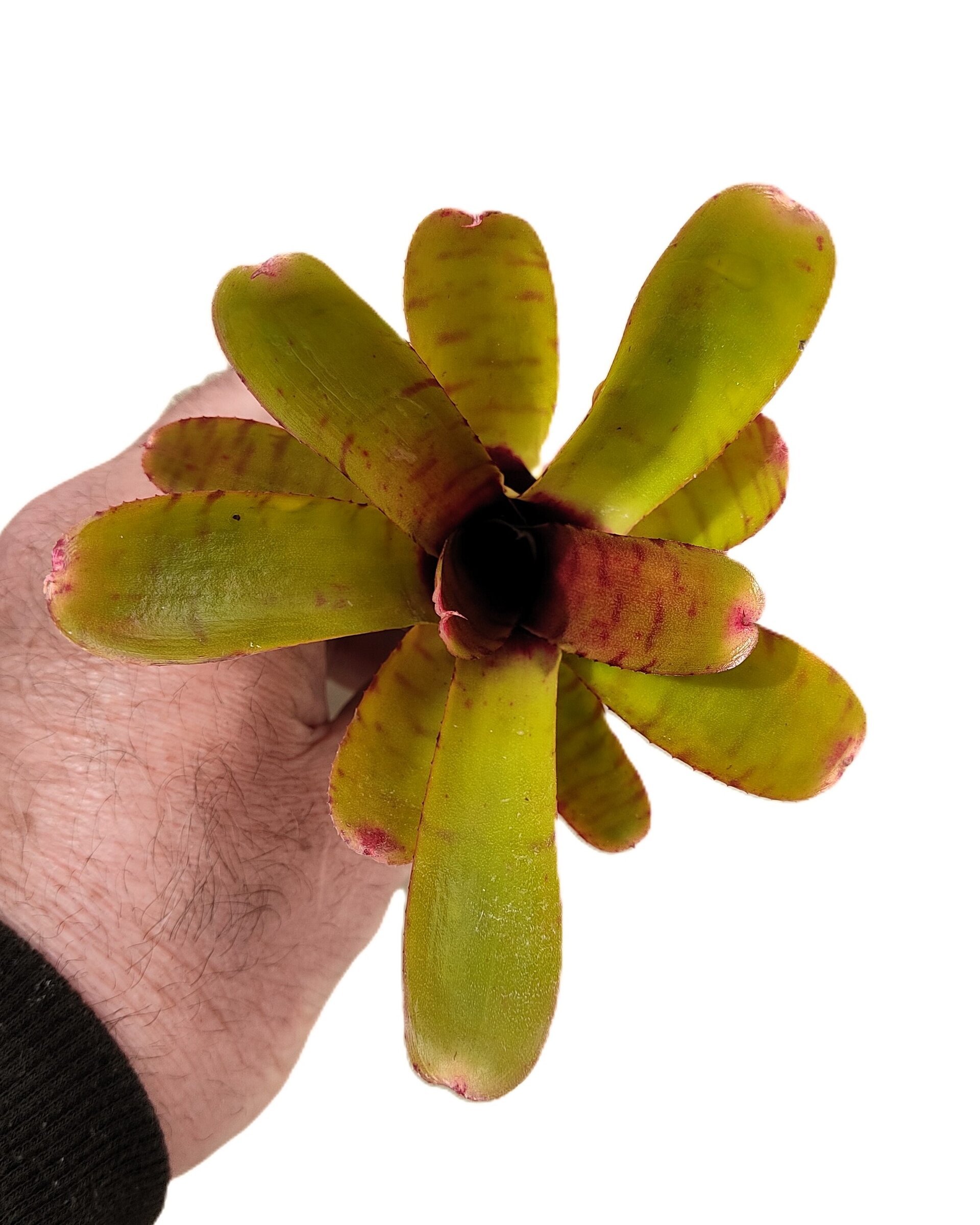 Neoregelia 'Thera' - 5
