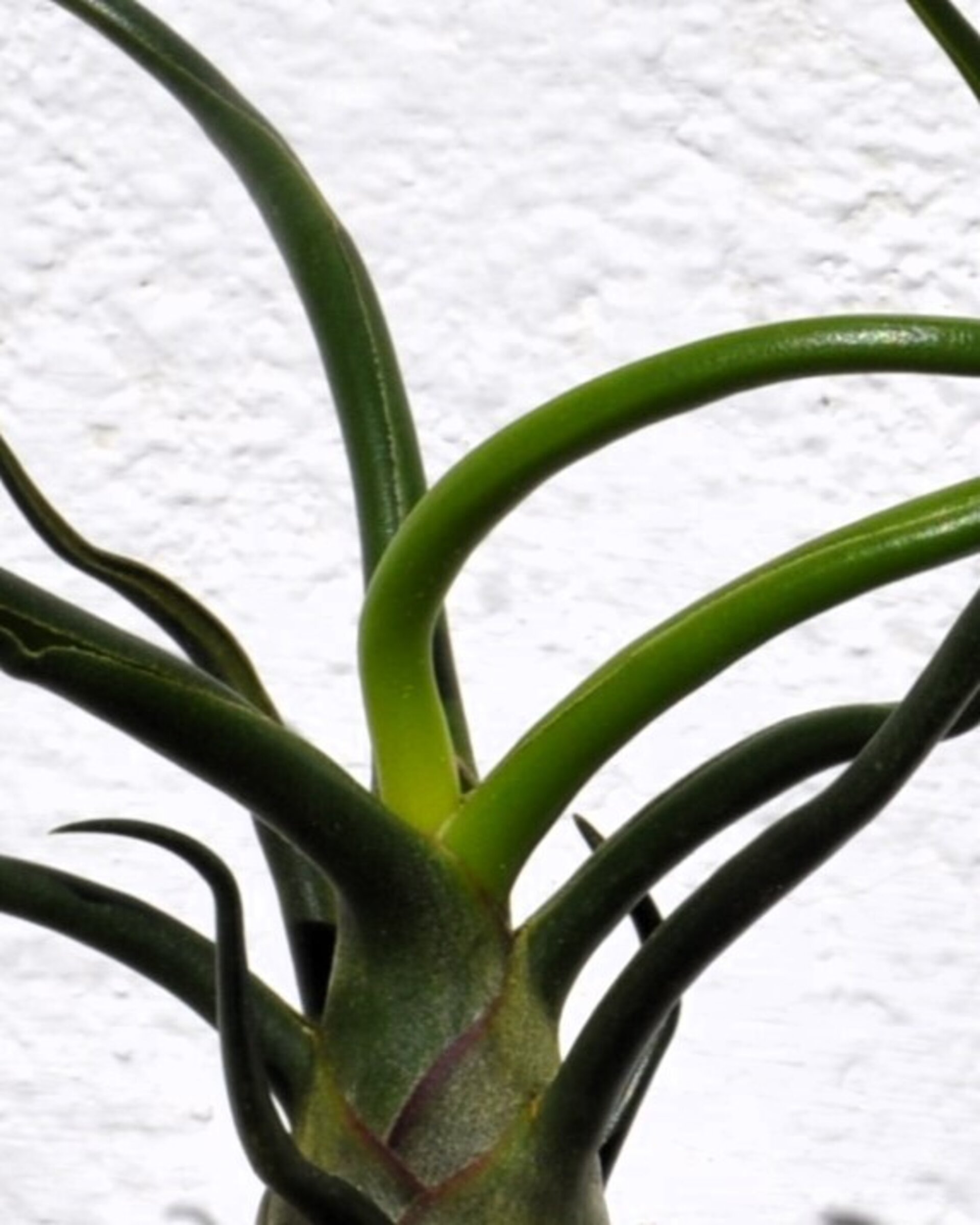 Tillandsia bulbosa - 6
