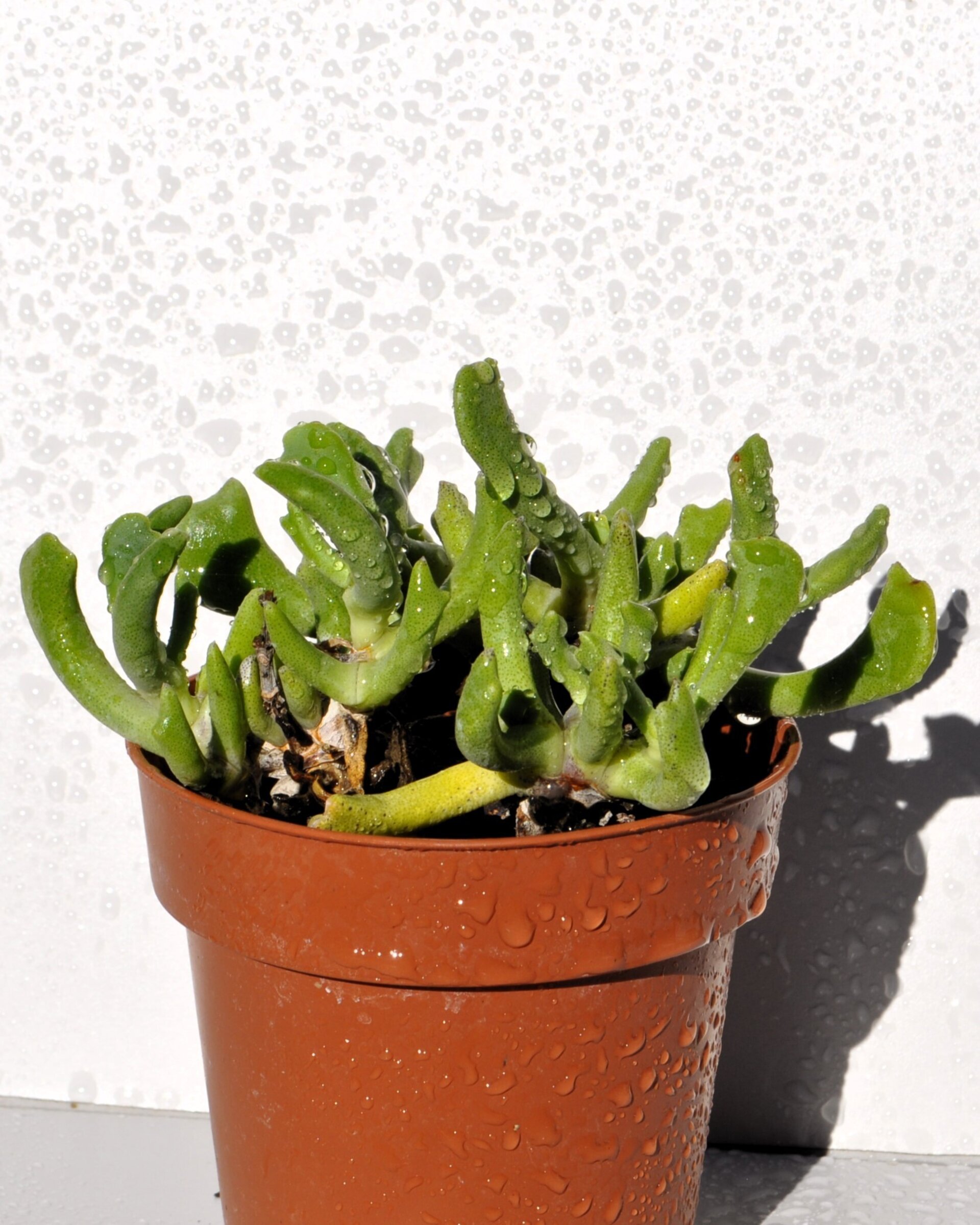 Rhombophyllum dolabriforme (cuerno de alce) - 3