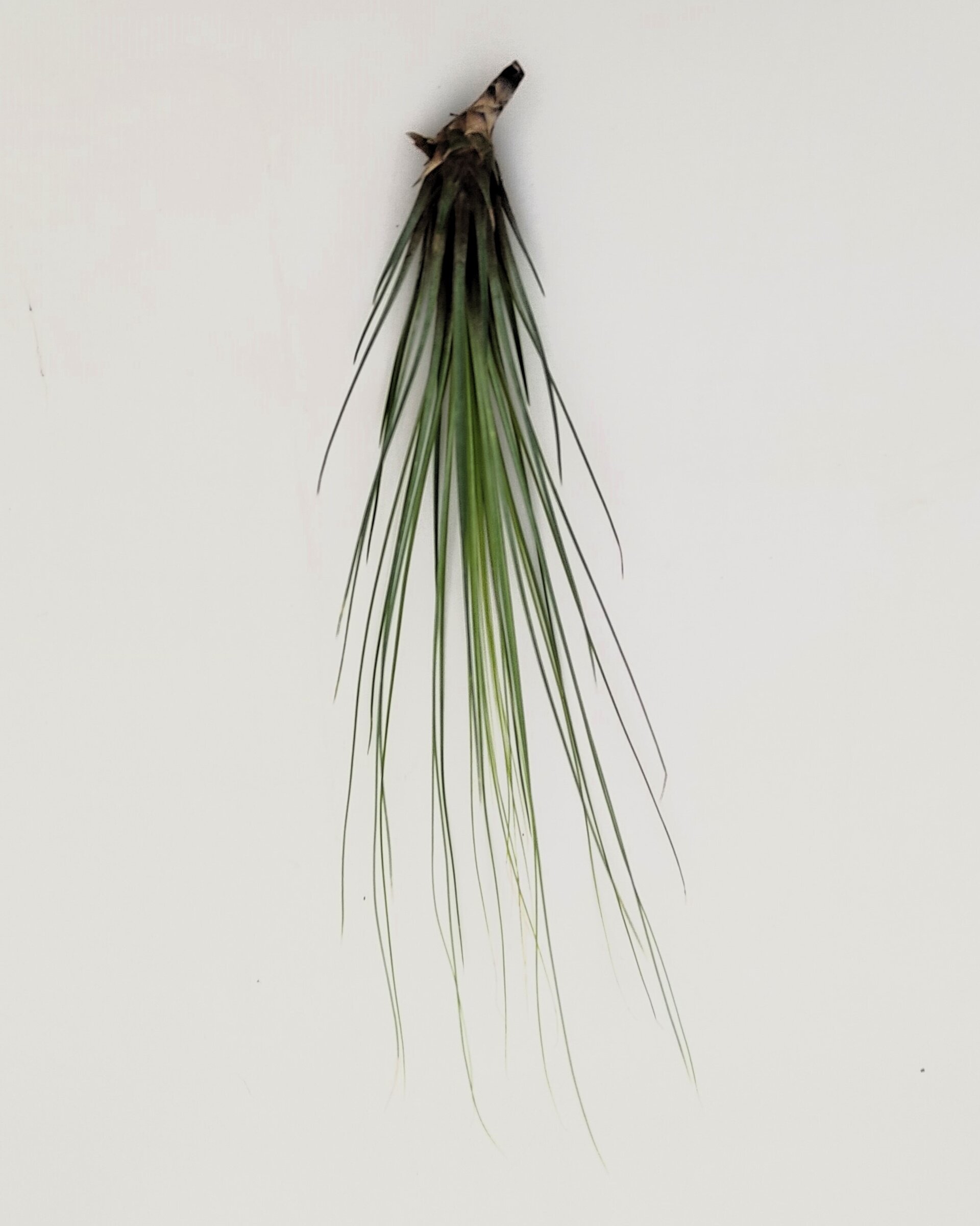 Tillandsia juncifolia - 2