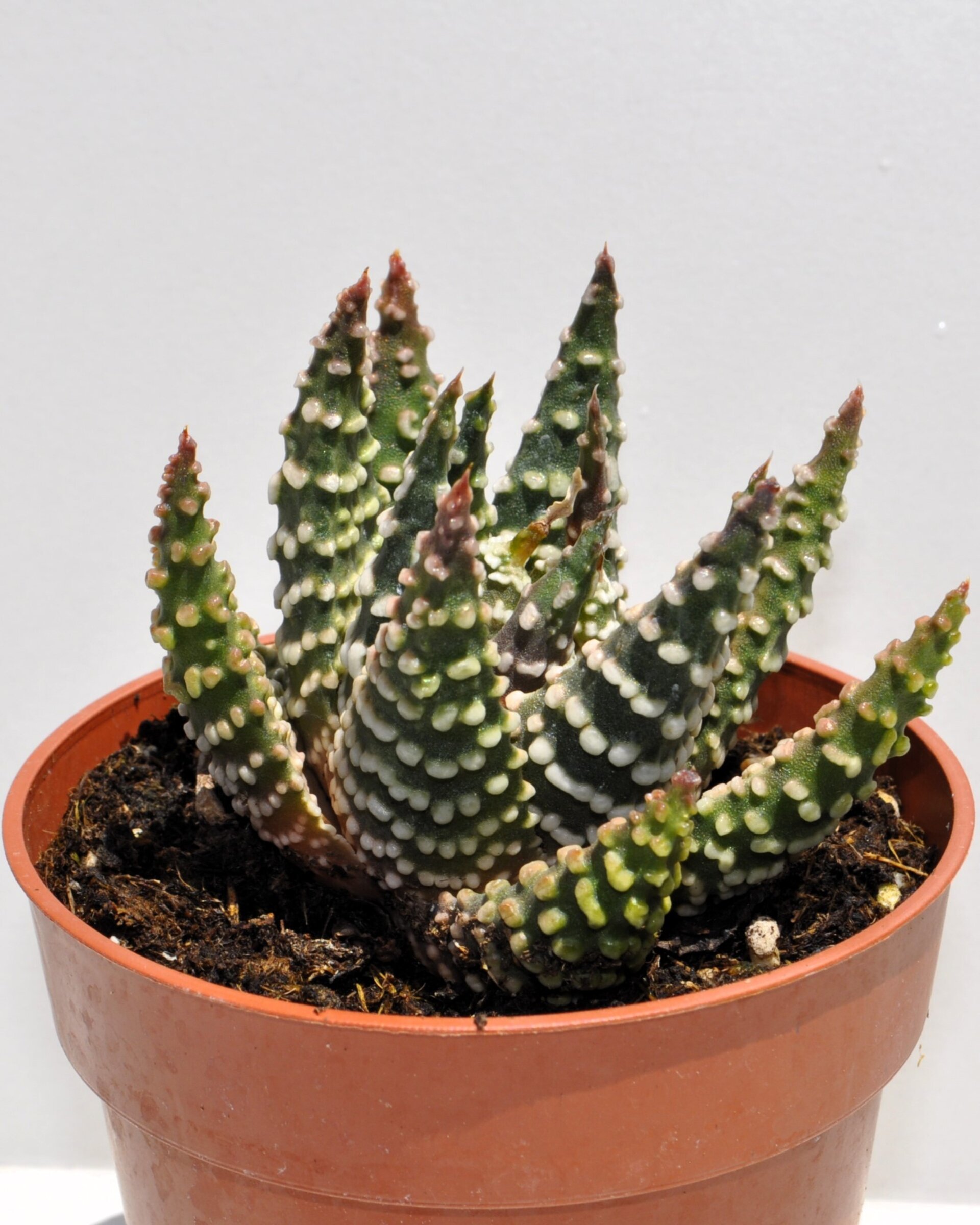 Haworthia cf. pumila (planta perla) - 6