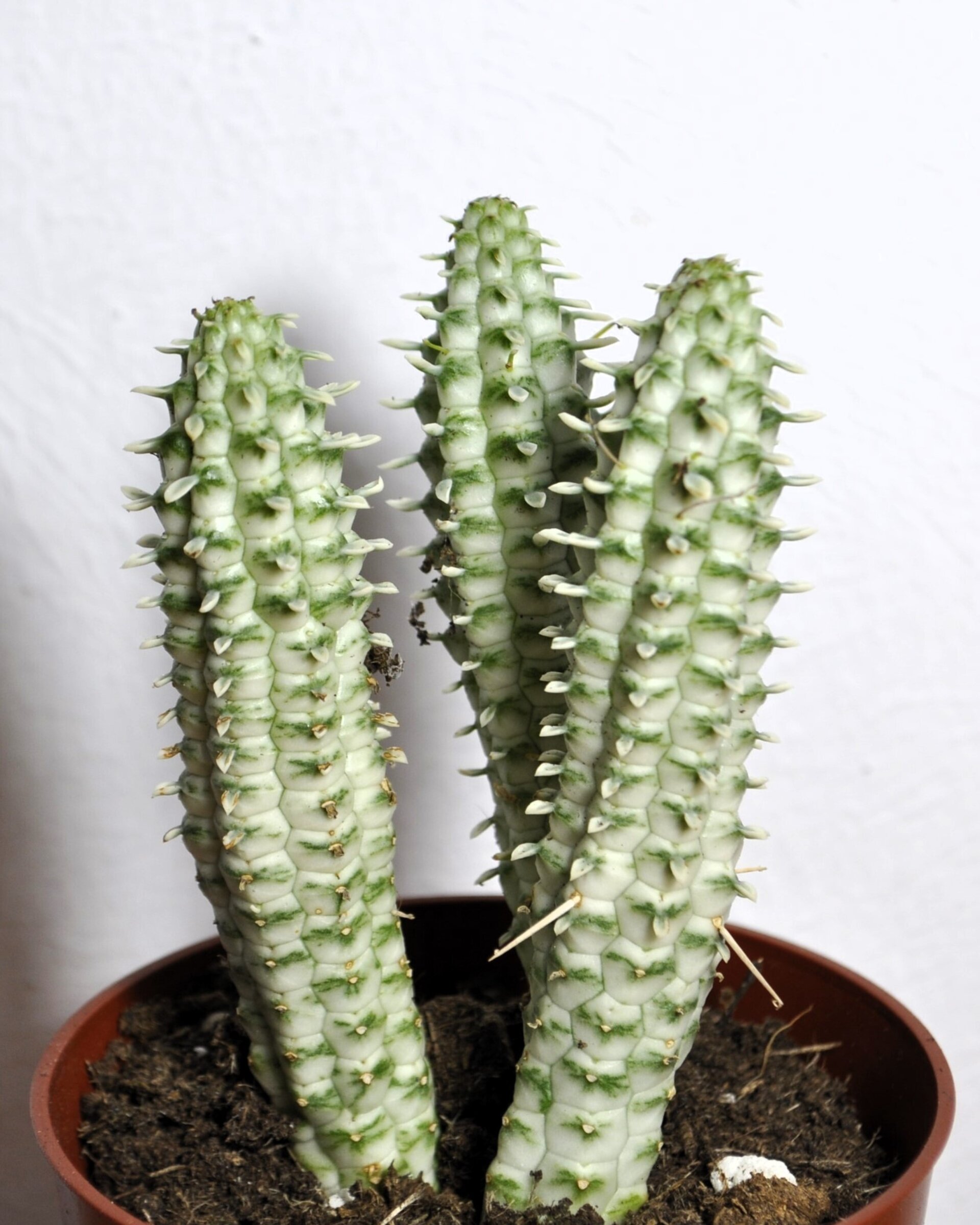 Euphorbia mammillaris 'Variegata' (mazorca de maíz variegada) - 2