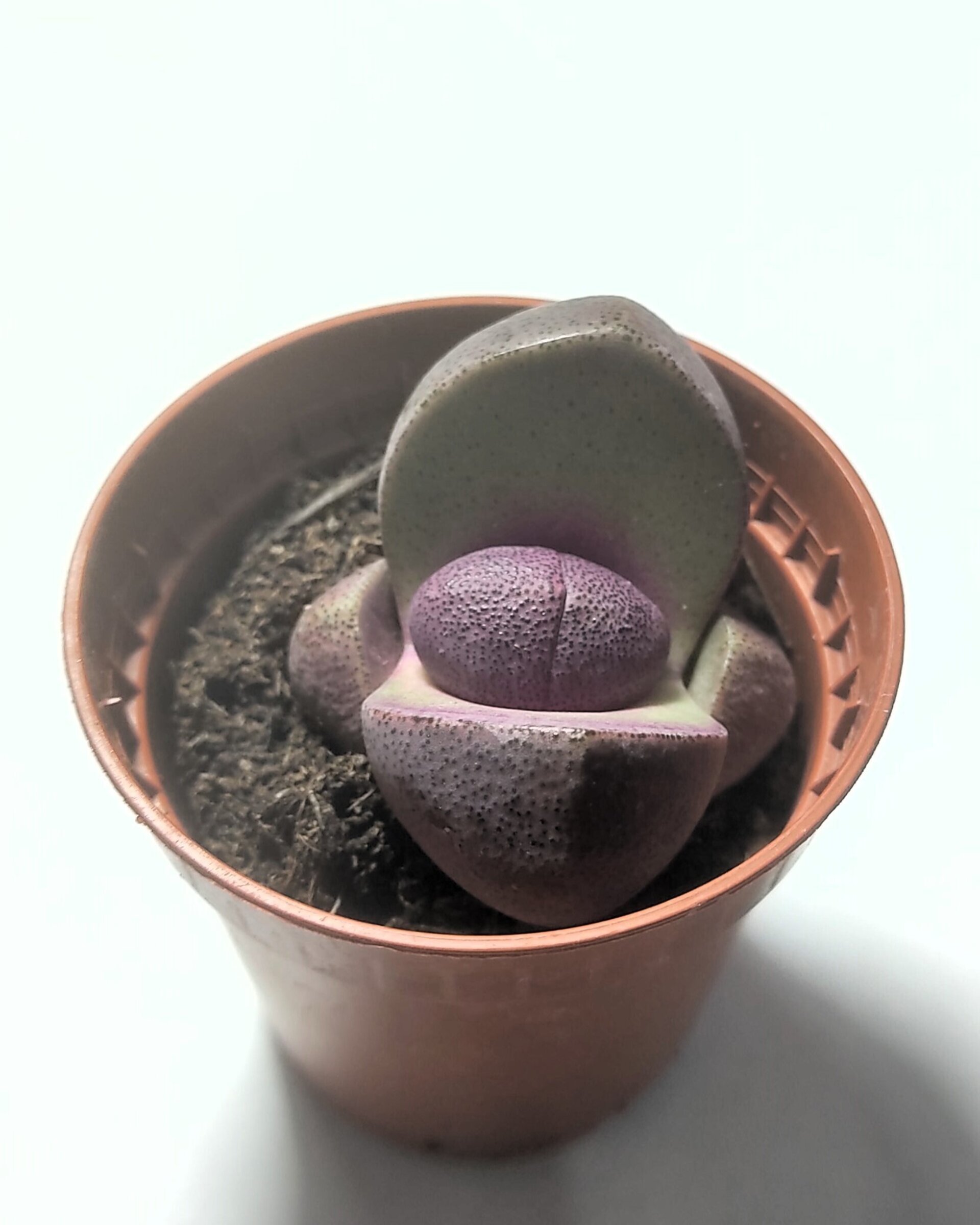 Pleiospilos nelii rubra - 1